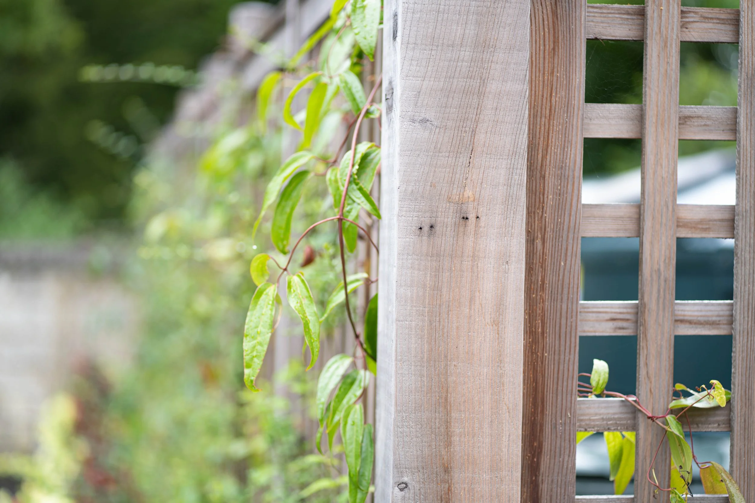 Close-up of a vine with green leaves growing on a wooden lattice outdoors.