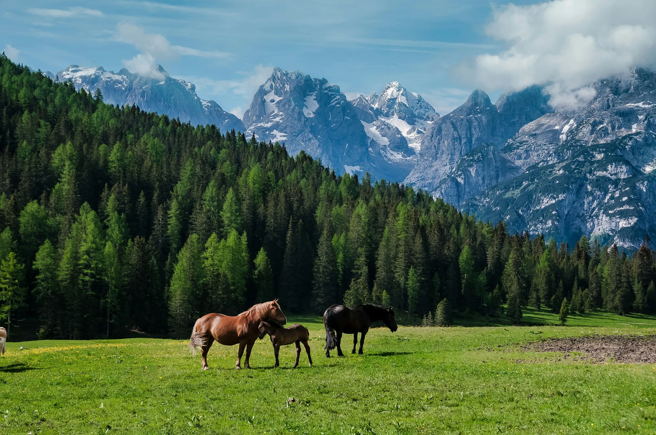 Des chevaux bruns et noirs qui paissent dans un champ verdoyant avec une forêt dense de conifères et des montagnes enneigées en arrière-plan.