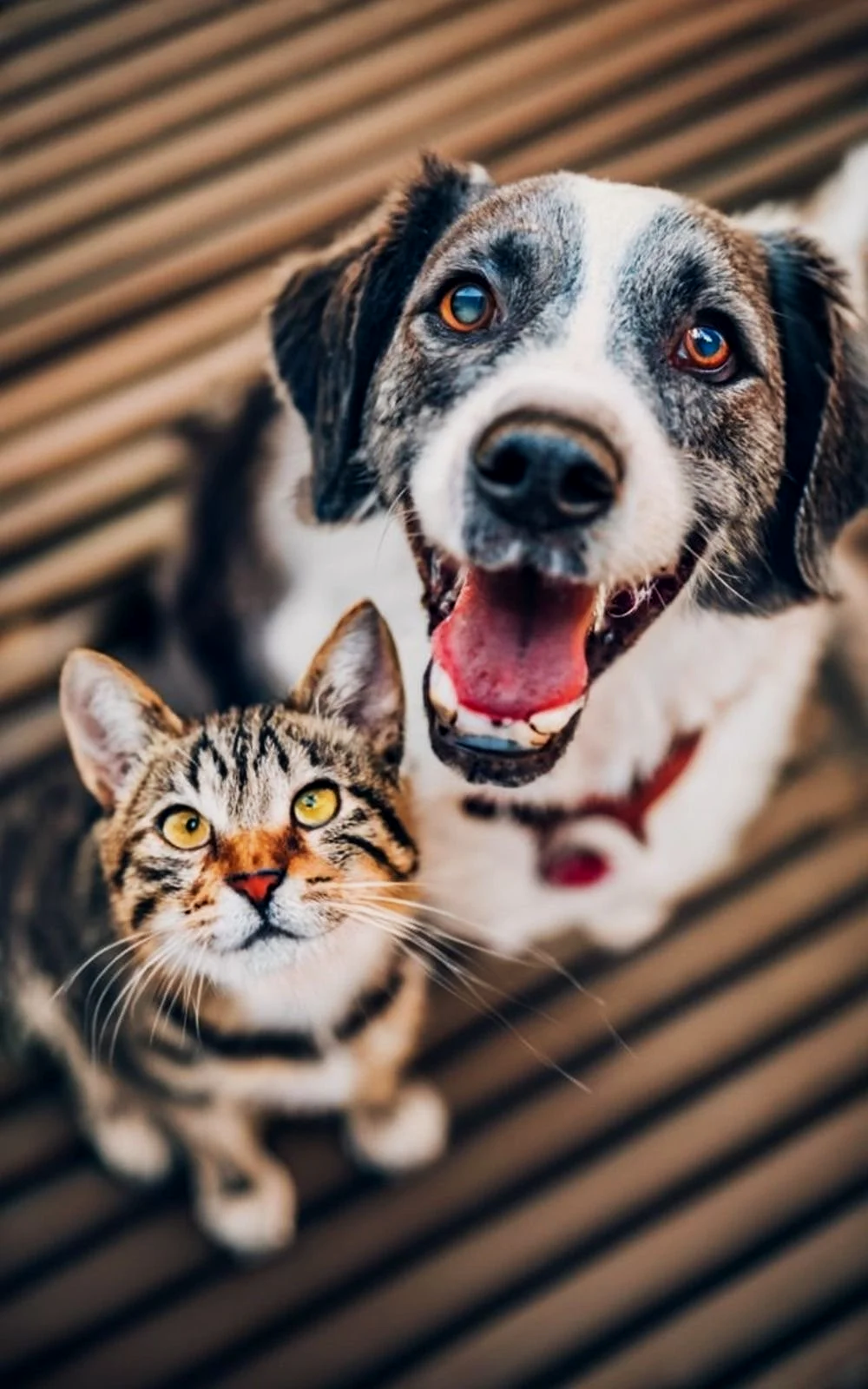 Un chien souriant avec une langue pendante et un chat tacheté regardant vers la caméra, les deux animaux sont sur un sol en bois.