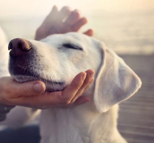 Un chien blanc recevant une caresse, avec un fond flou d'une plage ou d'un rivage.