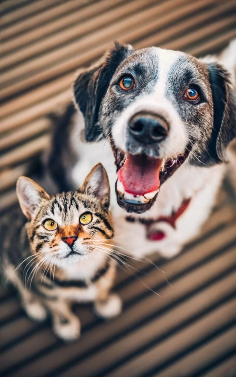 Un chien qui sourit et un chat assis sur un sol en bois, regardant vers le haut.