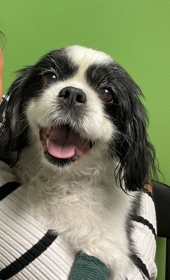Zorro