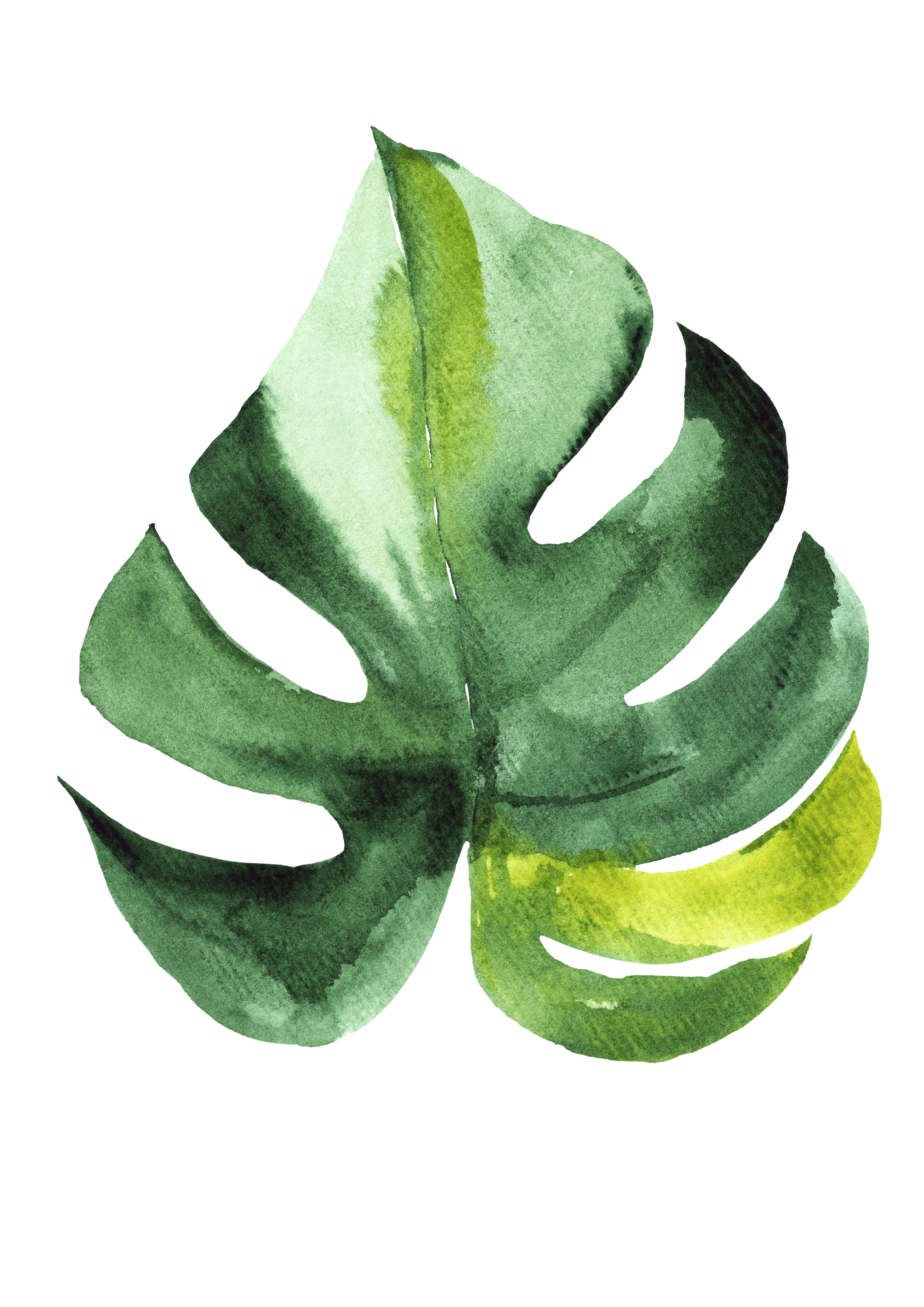 Watercolor illustration of a green monstera leaf with multiple lobes, isolated on a black background.