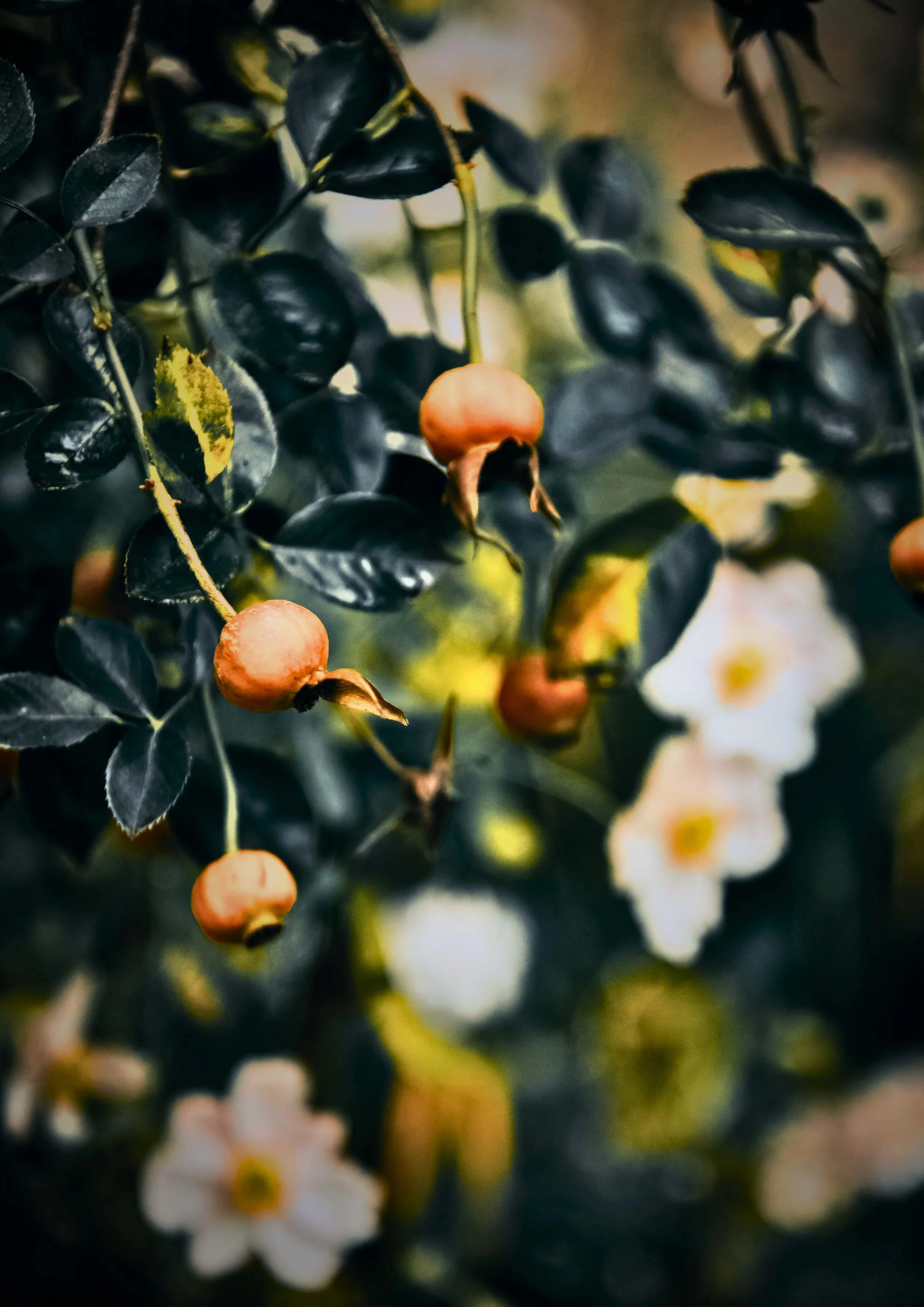 Close-up of a plant with dark green leaves, small orange-red berries, and white flowers with yellow centers.