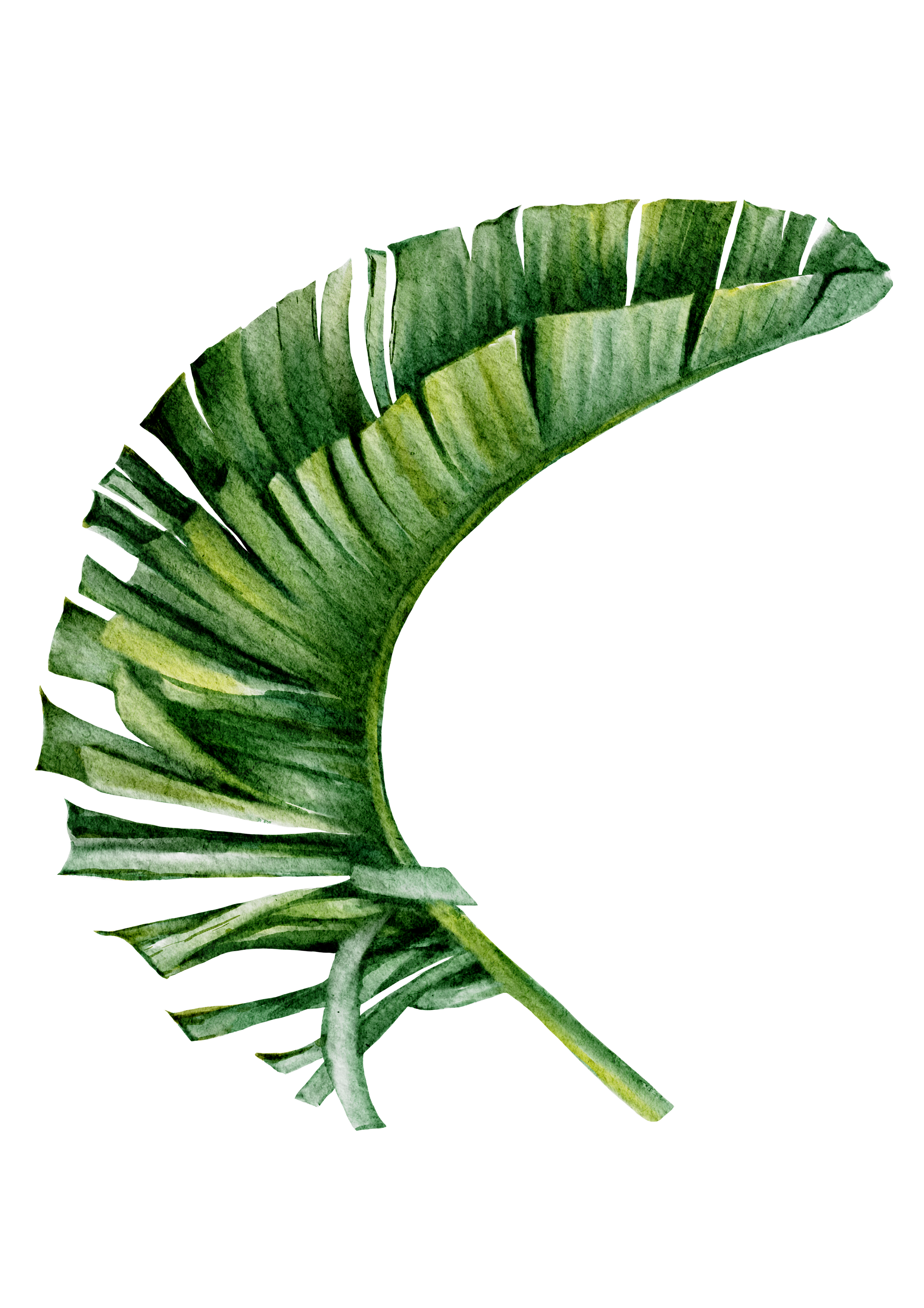 A green tropical leaf with torn edges isolated on a plain background.