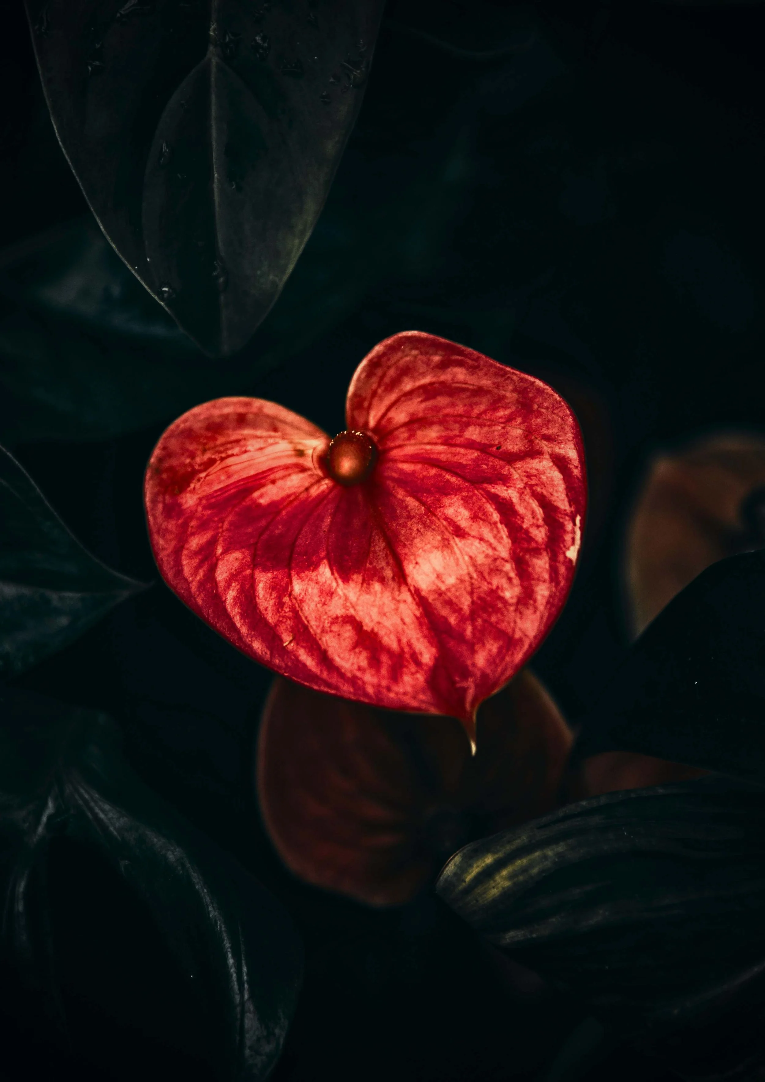 A close-up of a red and orange calla lily flower surrounded by dark green leaves.