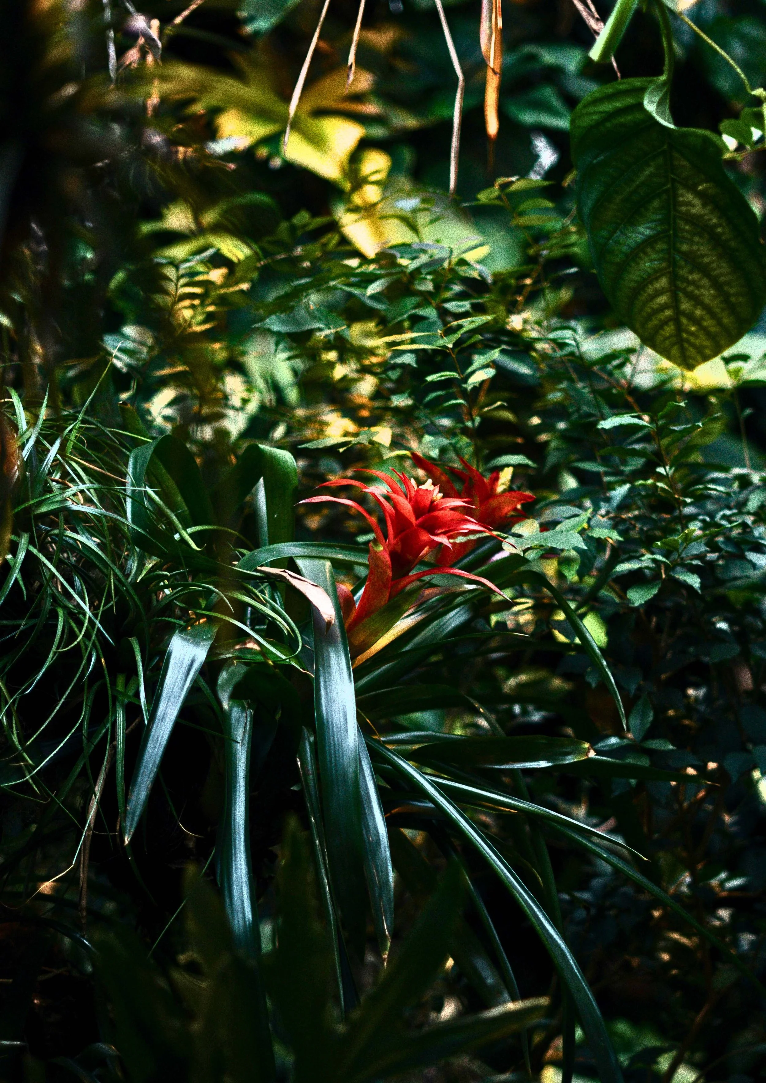 A dense green jungle with various tropical plants, including a red bromeliad.