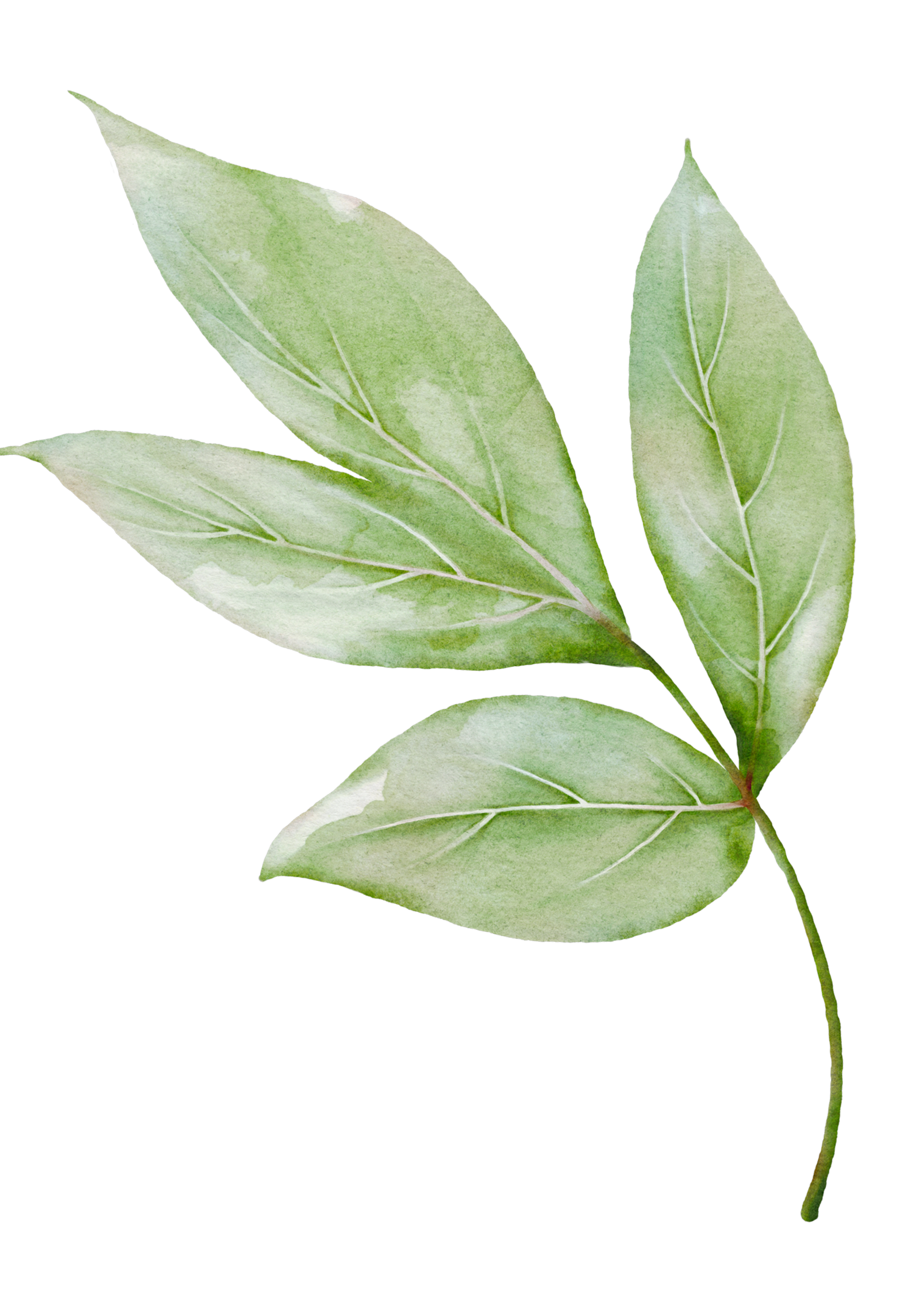 Watercolor painting of green leaves on a branch, with detailed veins and slightly variegated color.