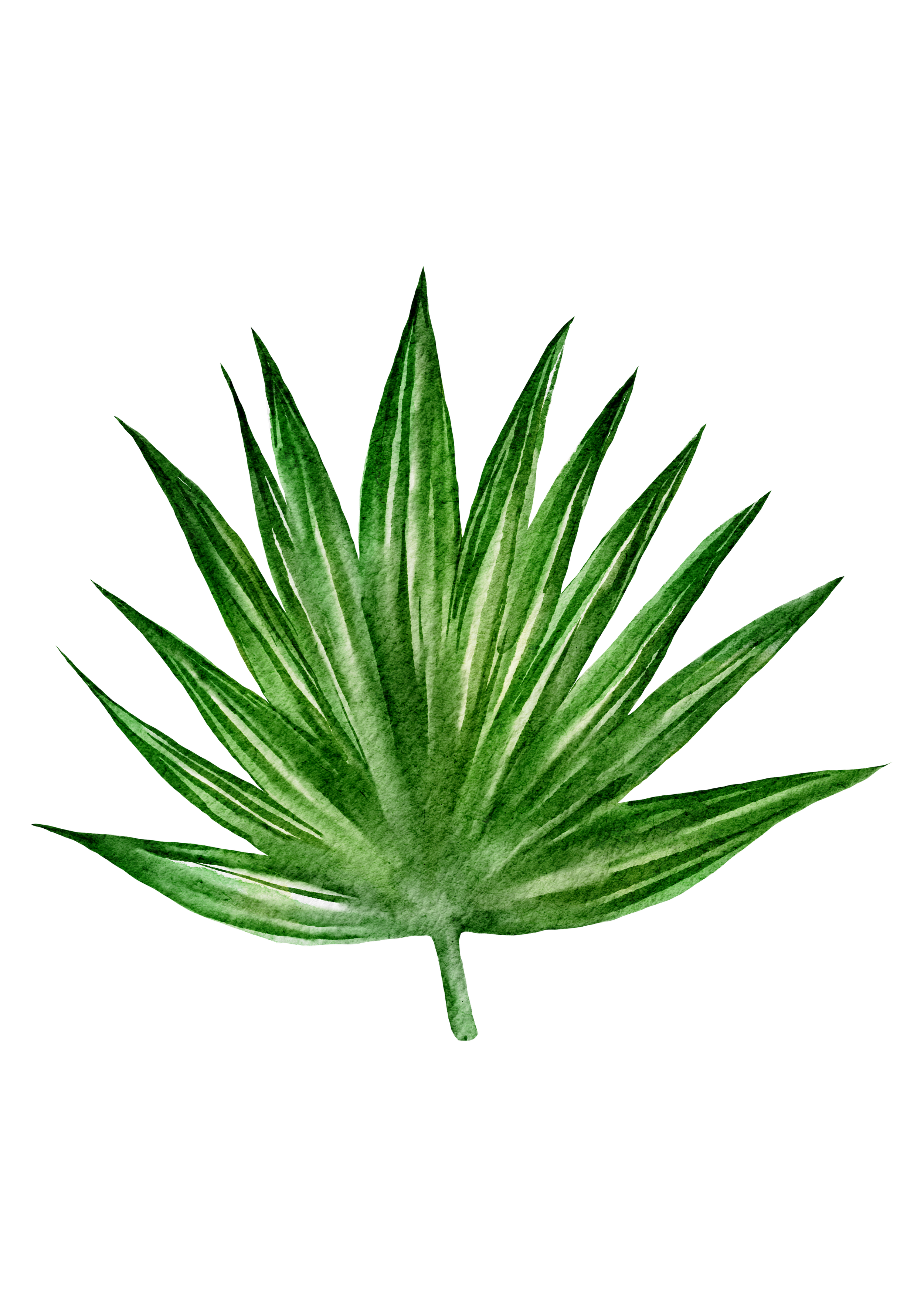 A green, spiky, palm-shaped plant with variegated leaves.