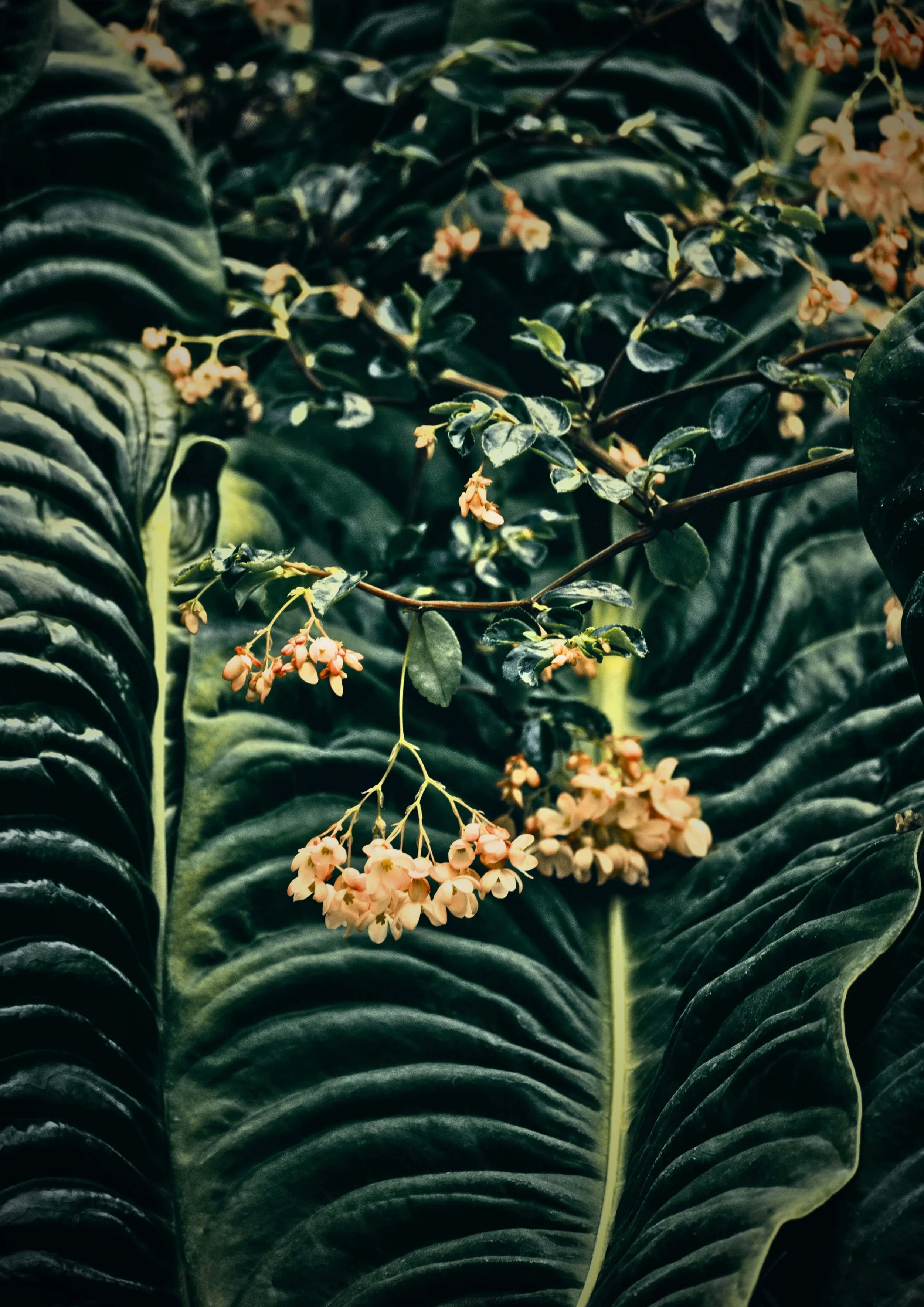 Close-up of dark green, large, ribbed fern leaves with small clusters of pale pink flowers on thin stems.