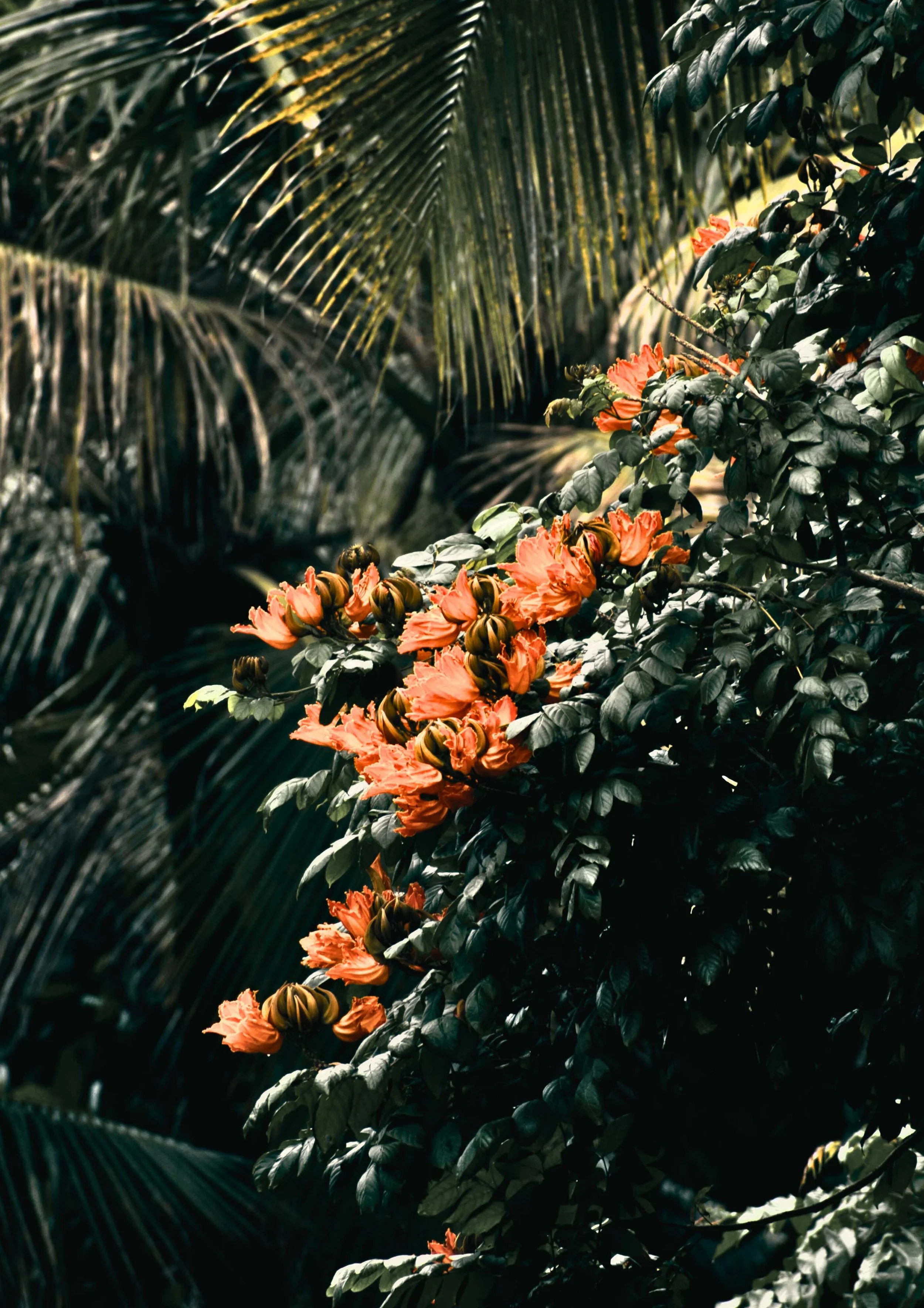 Tropical scene with orange flowers and dark green leaves, sunlight filtering through foliage.