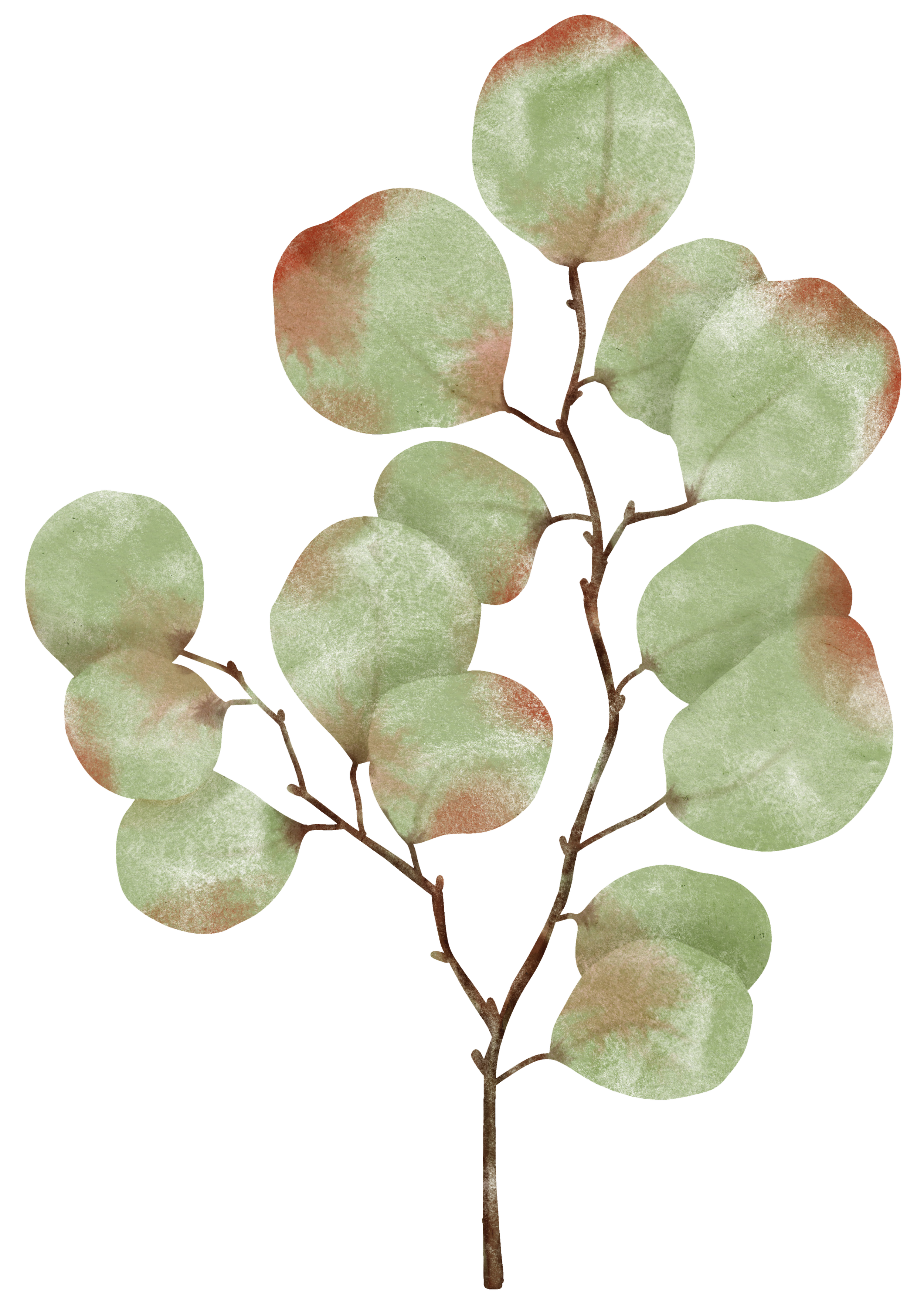 Eucalyptus branch with round, green leaves that have reddish edges.