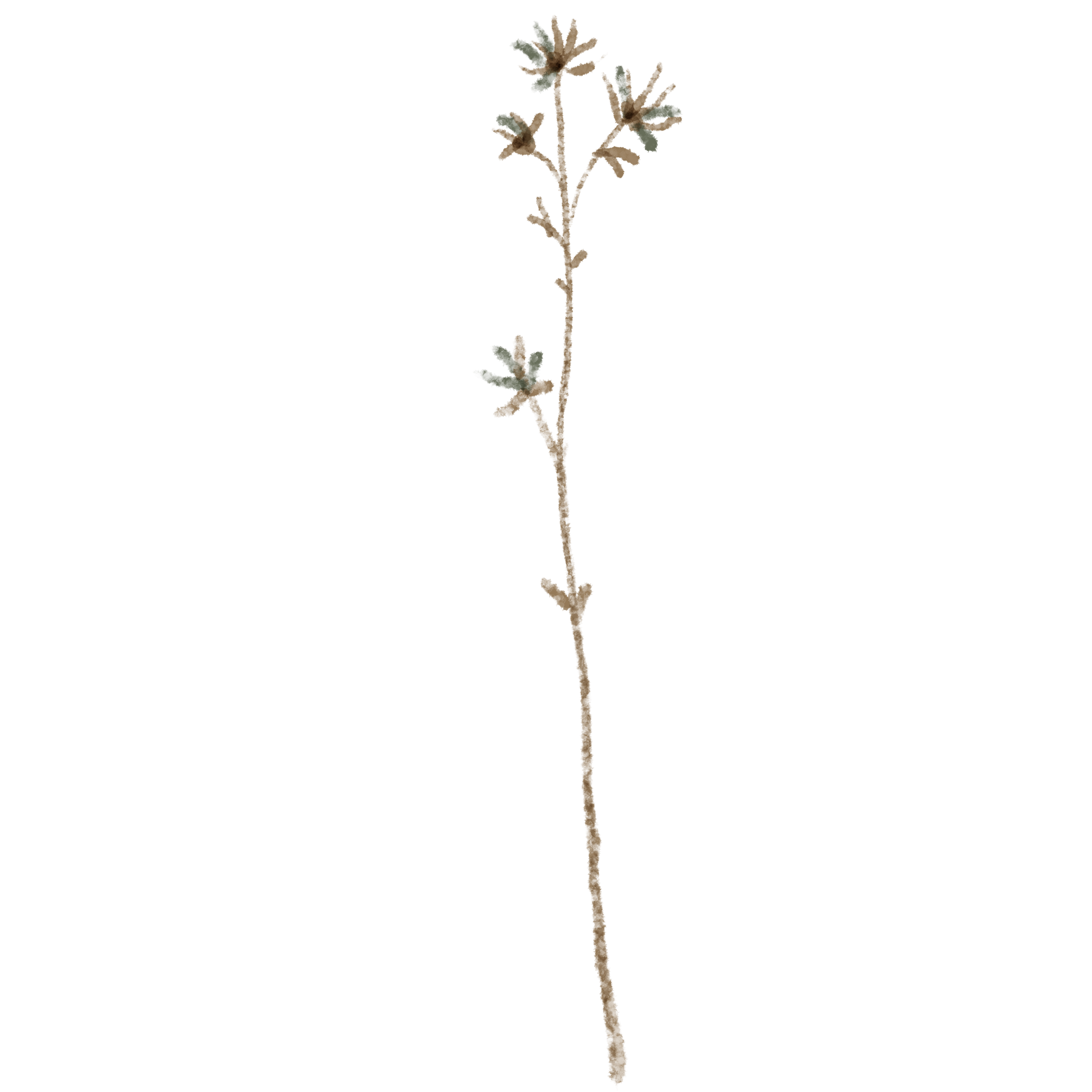 Diagram showing the process of plant growth in soil from seed planting to mature plant.