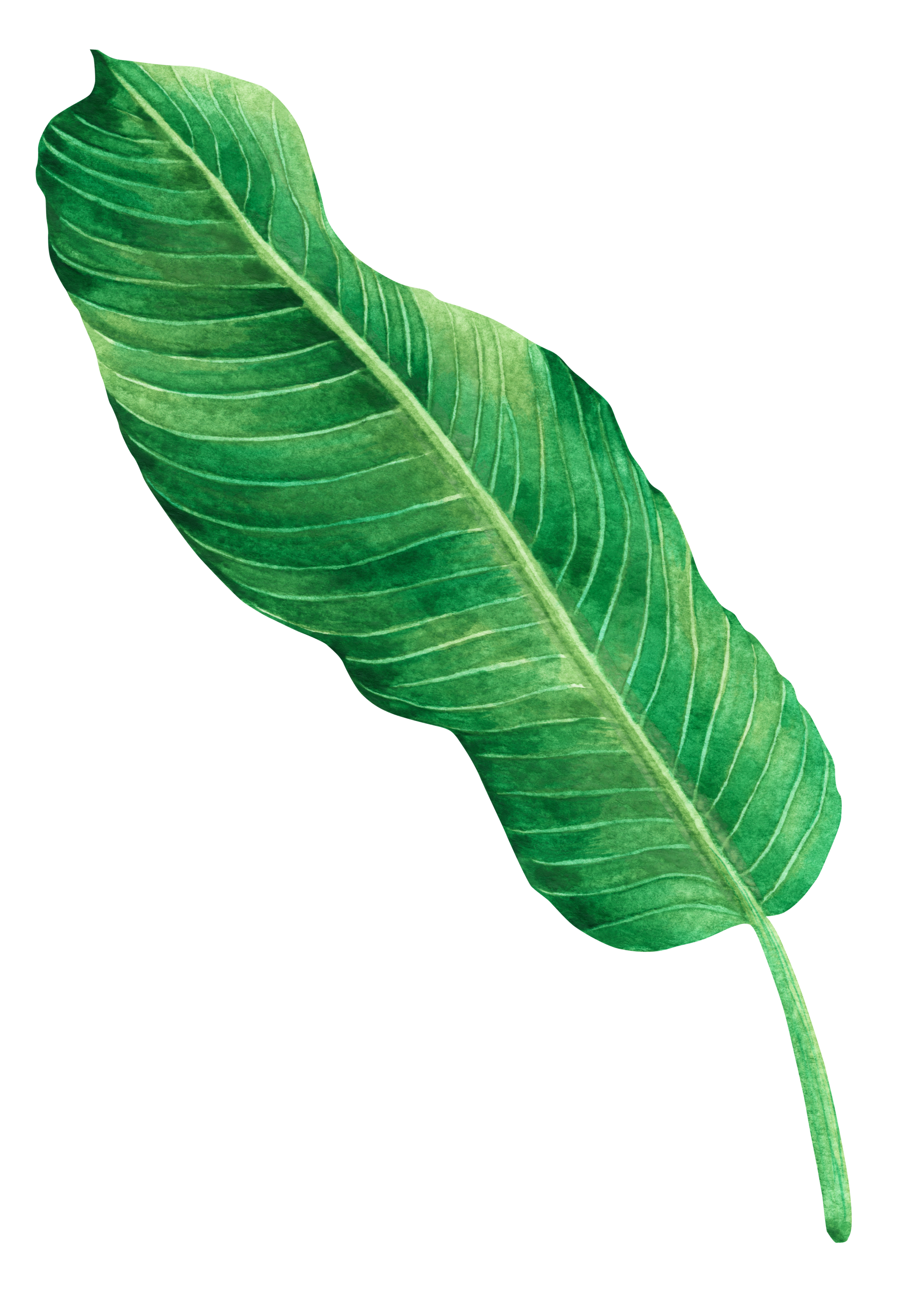 A single large green tropical leaf with prominent veins.