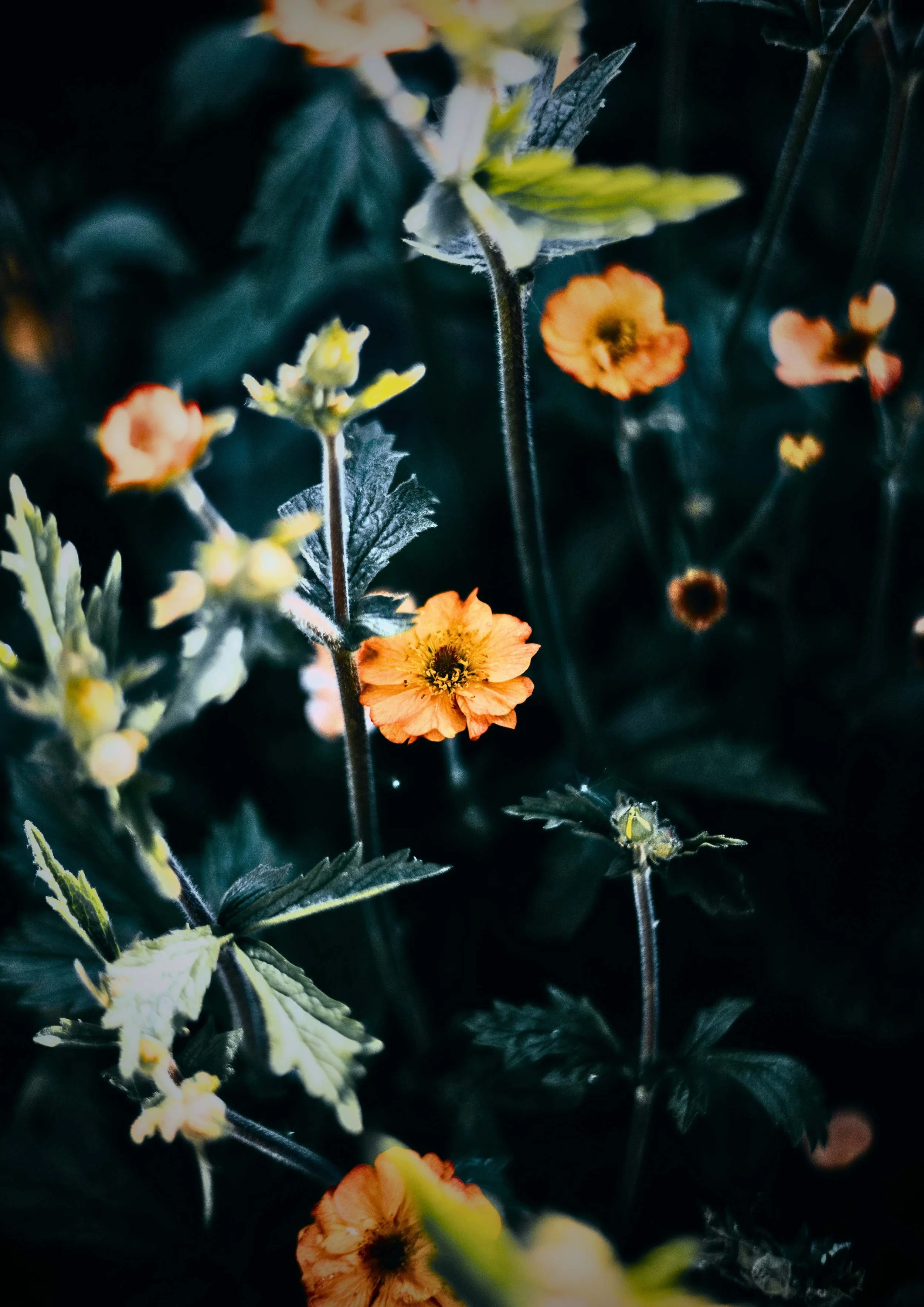 Close-up of orange flowers with dark green leaves in a garden setting.