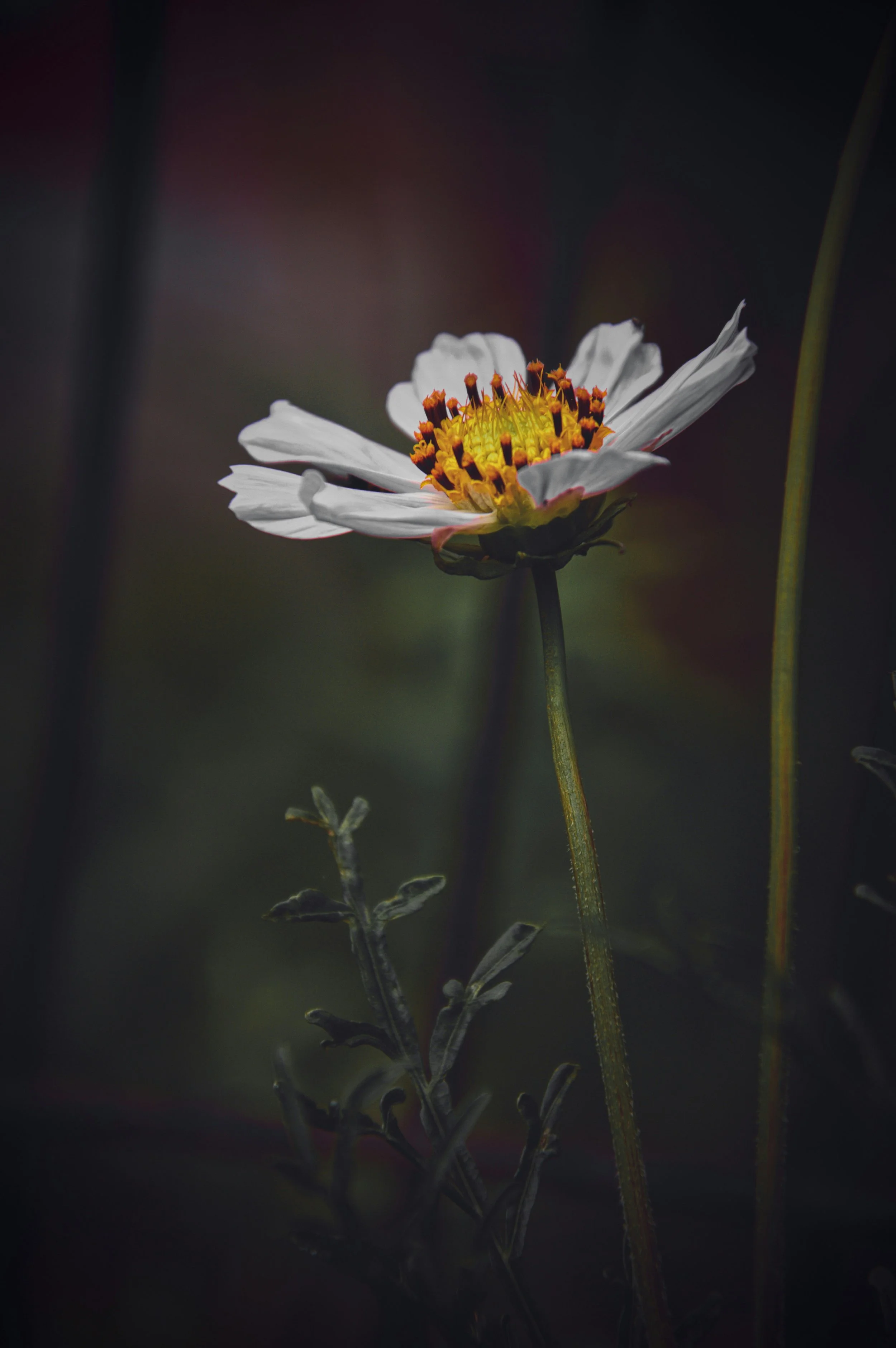 Close-up of a white flower with a yellow and orange center, against a dark, blurred background.