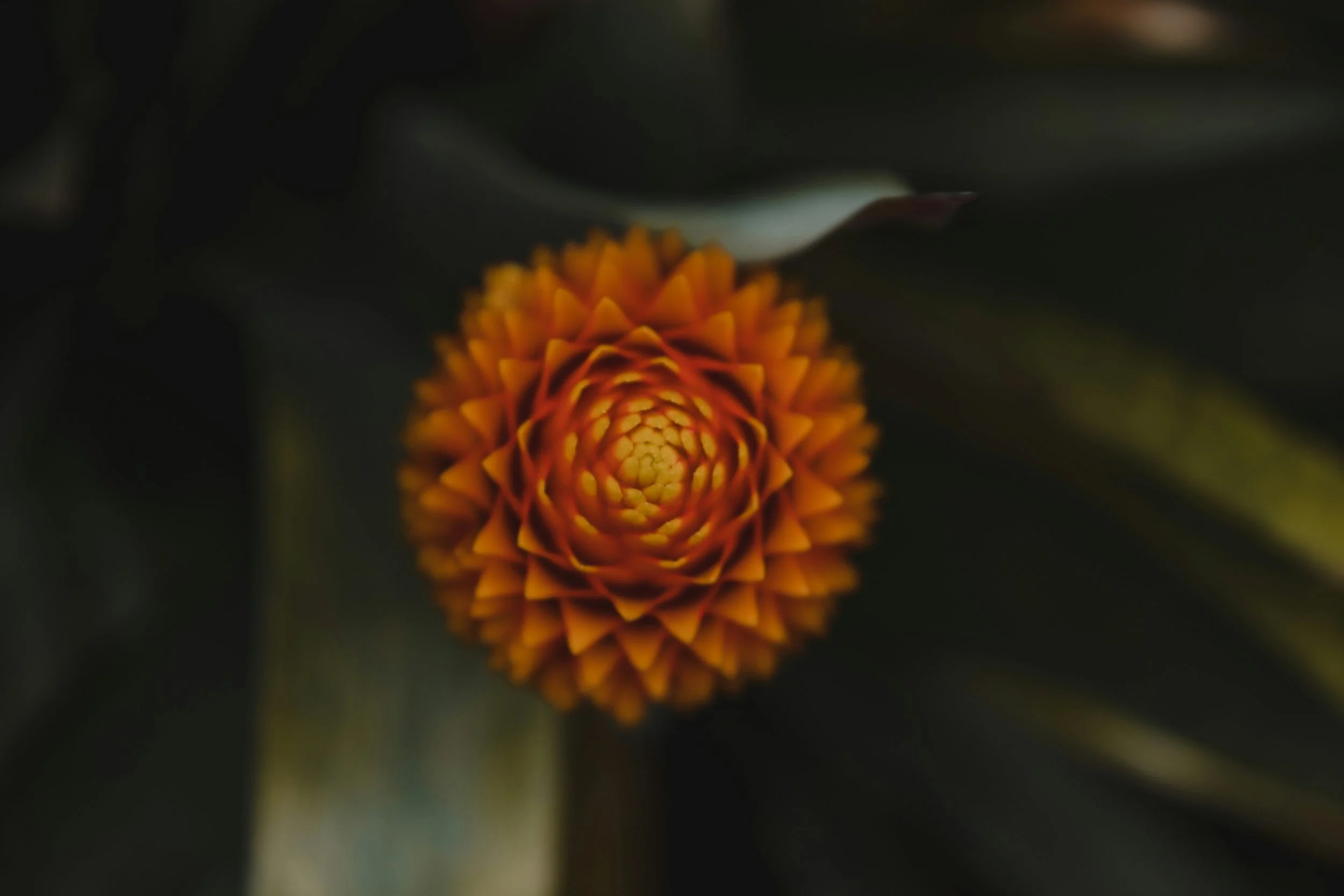 A close-up view of a small, round orange and yellow flower with tightly packed petals.