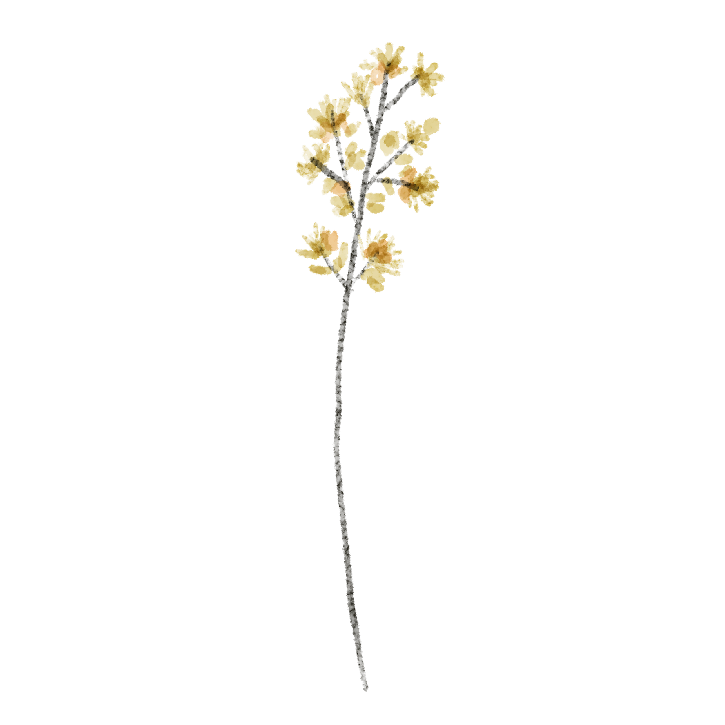 A yellow flowering branch with multiple blossoms and dark branches on a black background.