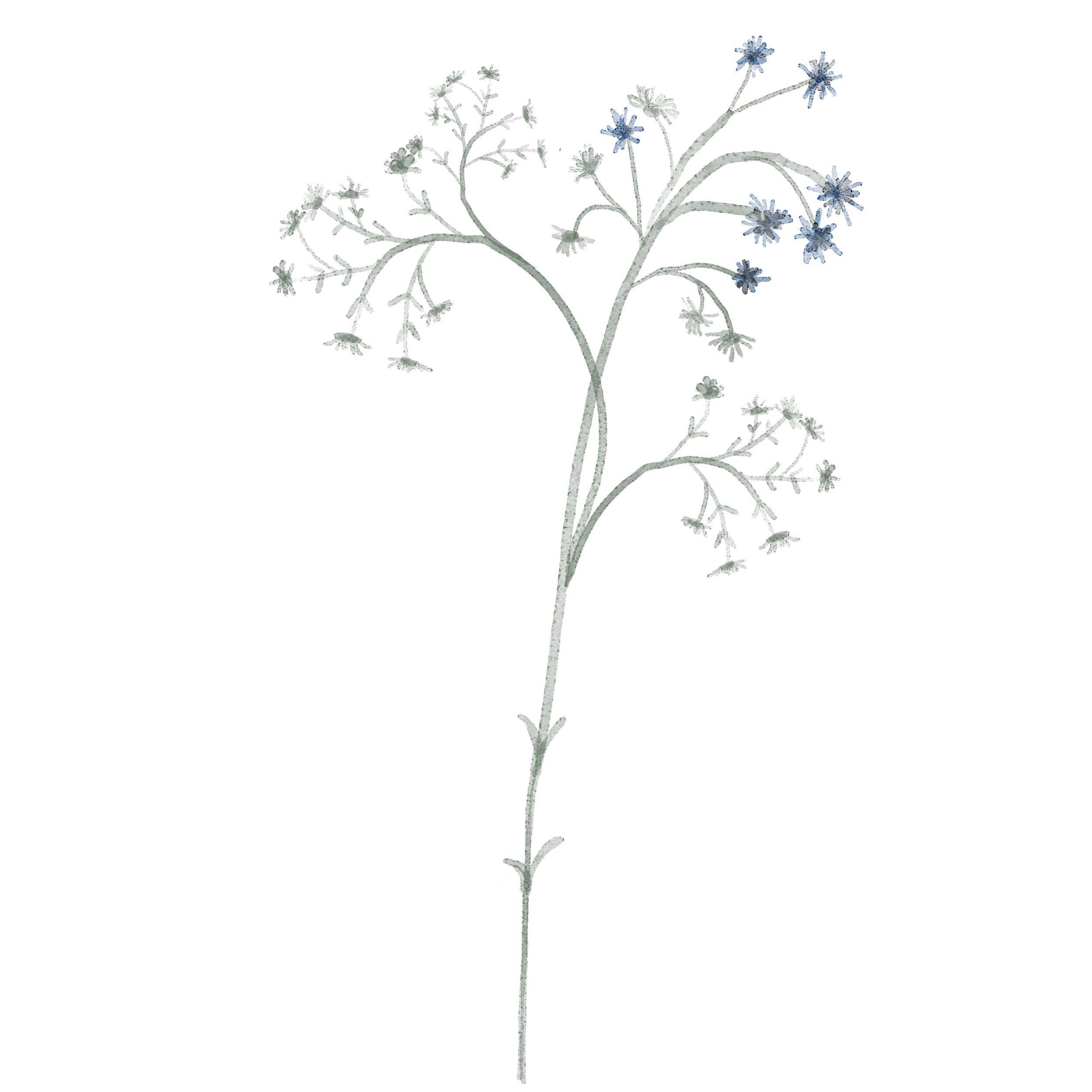 A delicate, flowering plant against a plain background