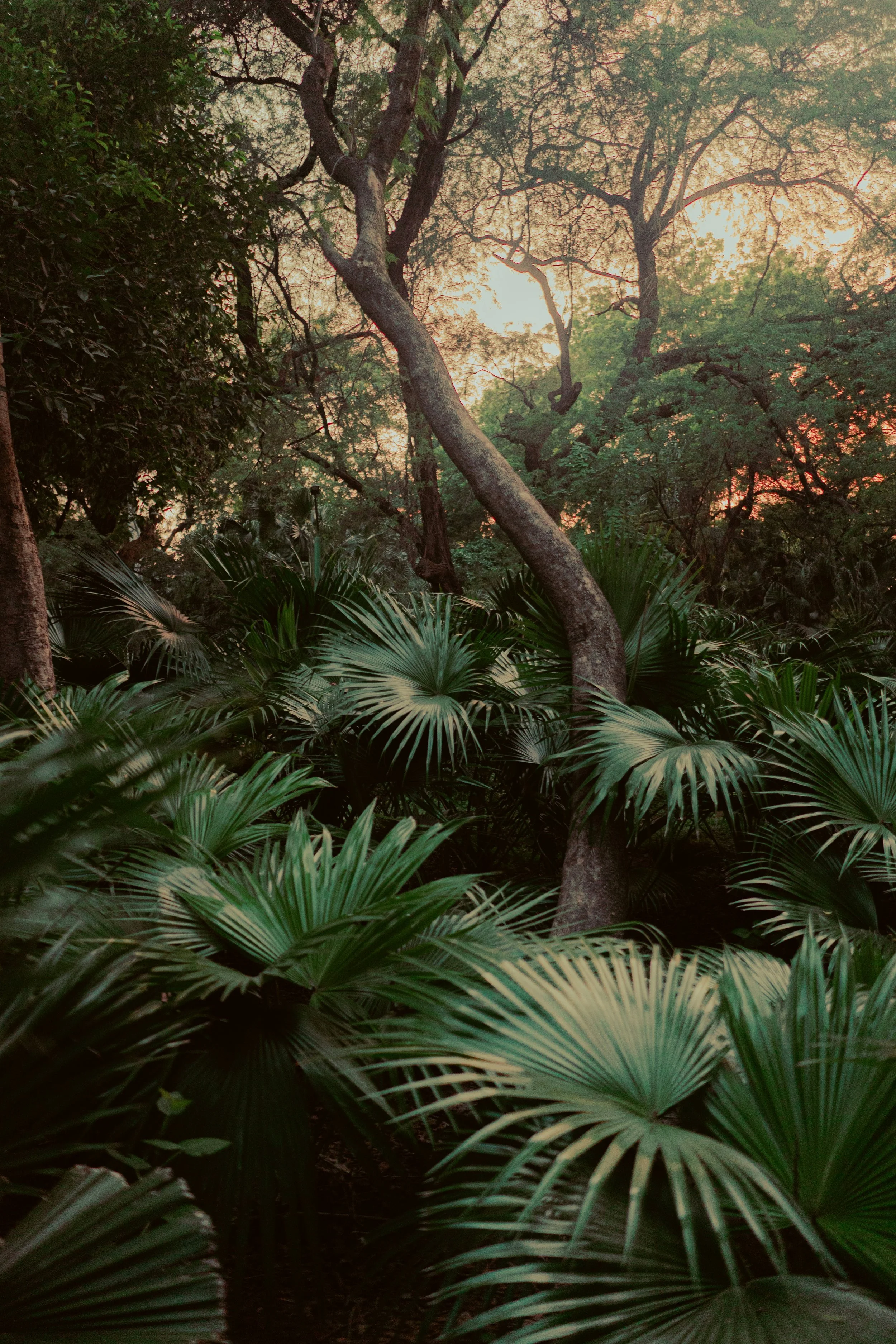 Dense tropical forest with green palm-like plants in the foreground and tall trees with twisted branches in the background, illuminated by warm sunlight.