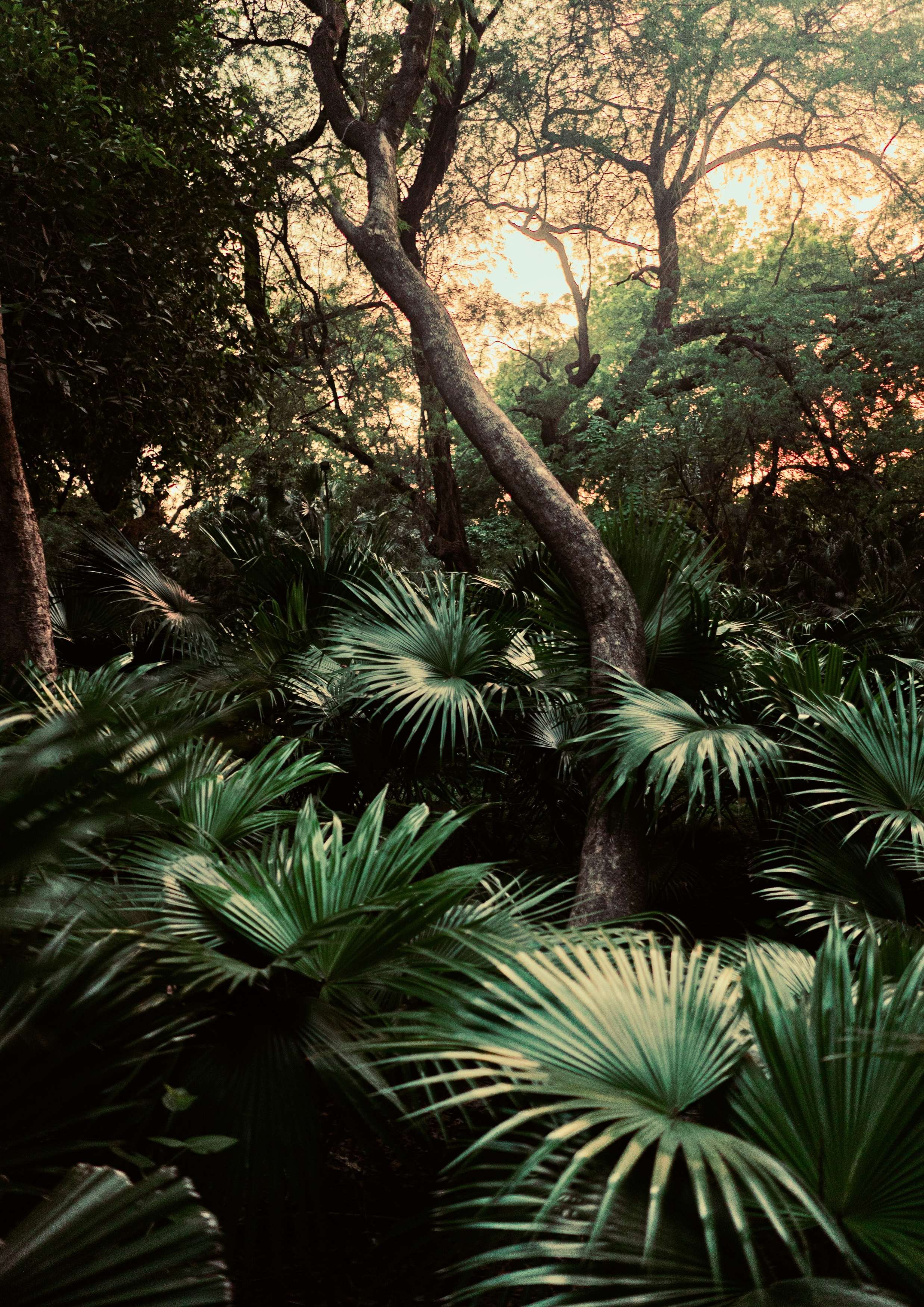 A dense tropical forest with tall trees and broadleaf plants at sunset.