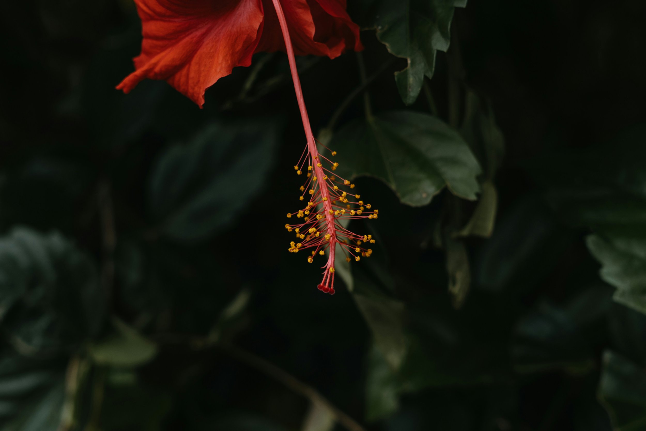 Close-up of a red hibiscus flower with yellow stamens hanging downward against dark green leaves.