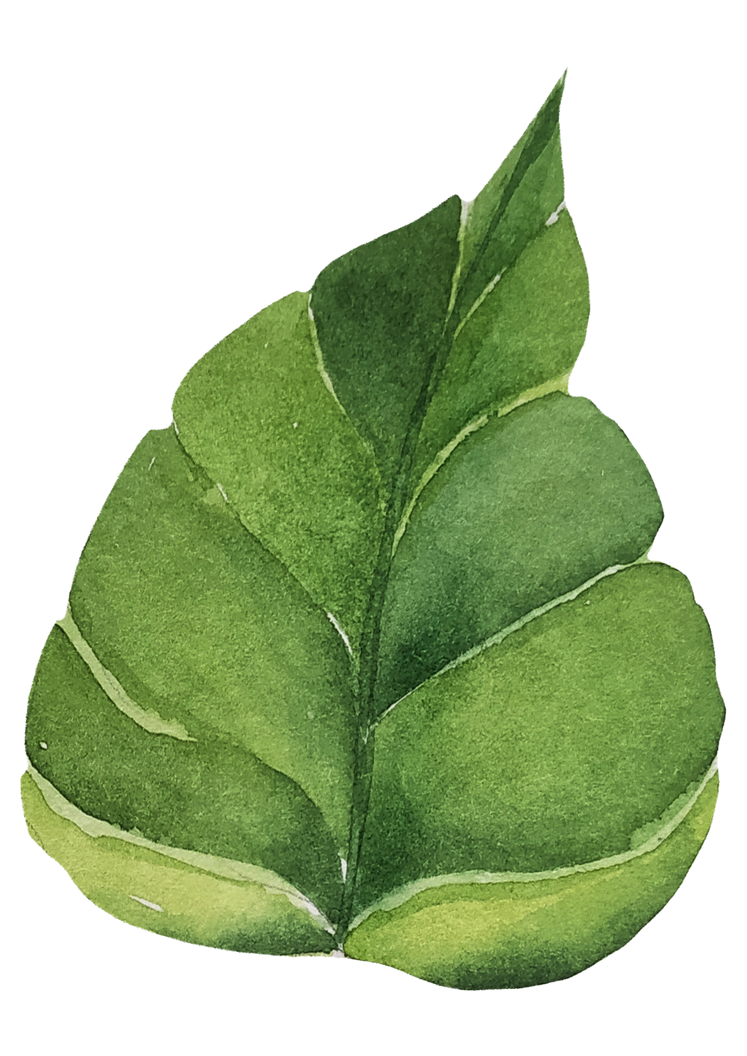 A close-up of green variegated leaves with lighter edges.