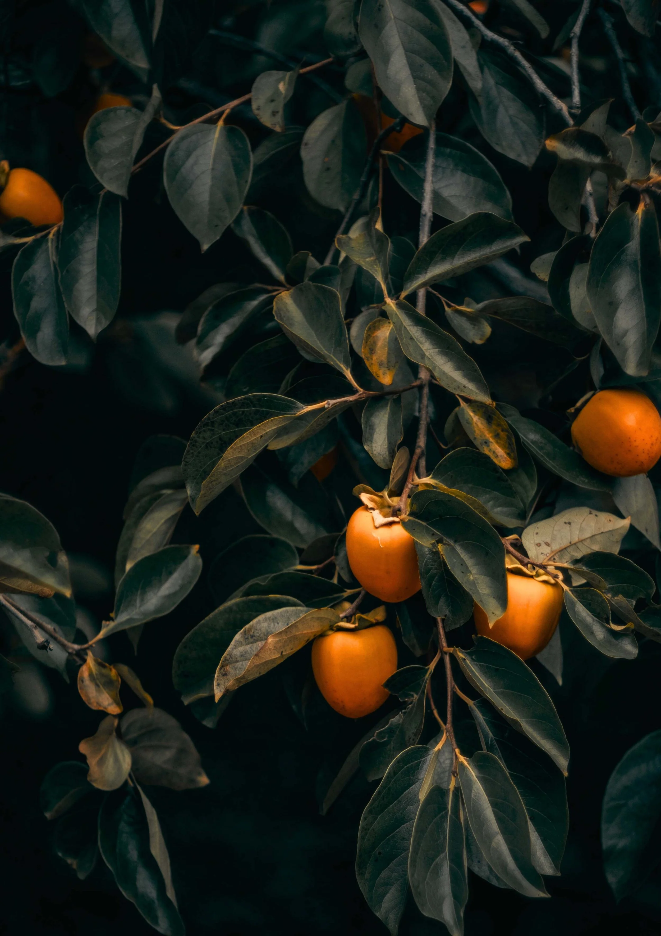 Orange persimmons hanging from a branch with dark green leaves.