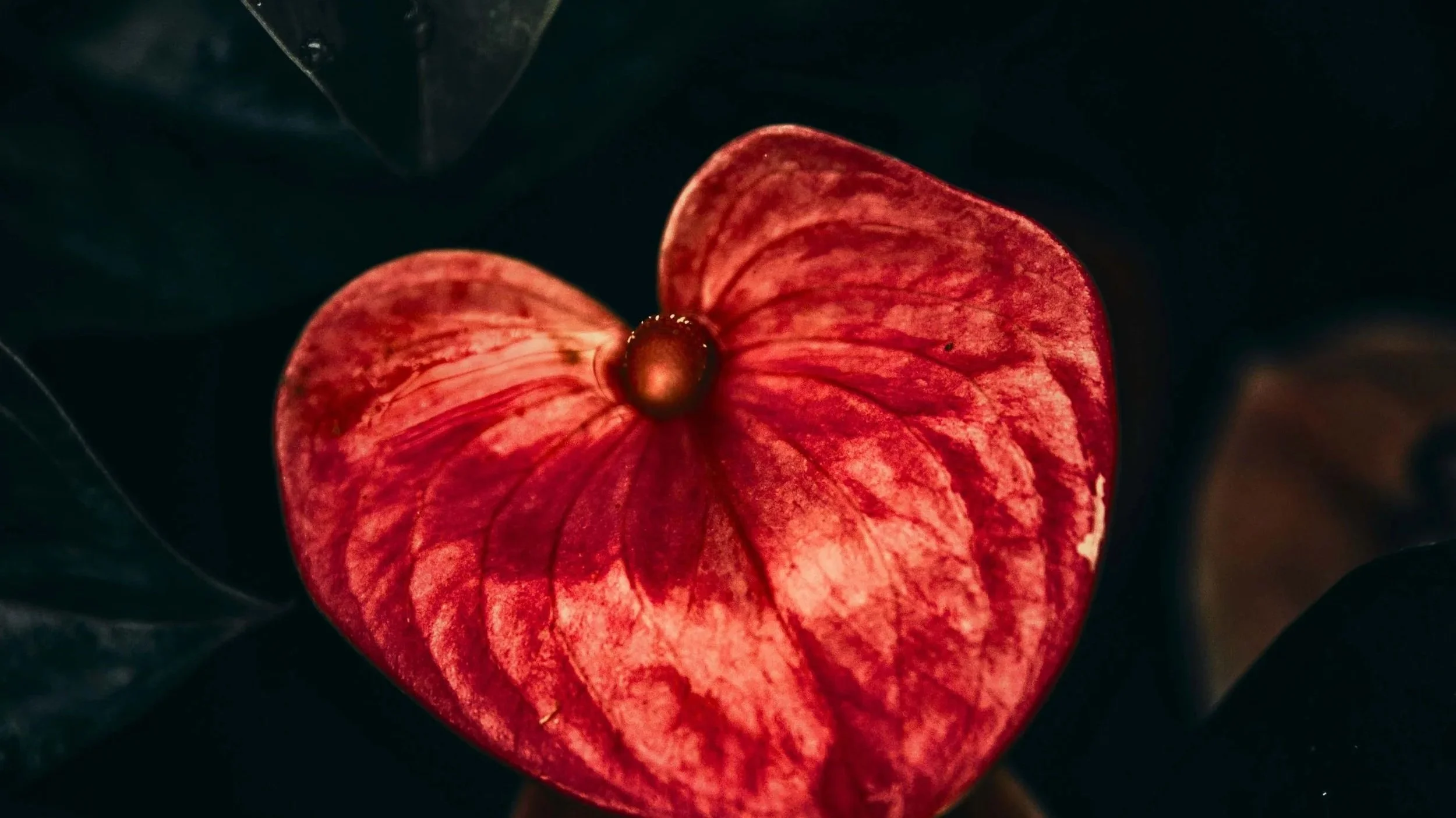 Close-up of a red and pink heart-shaped flower with dark green leaves in the background.