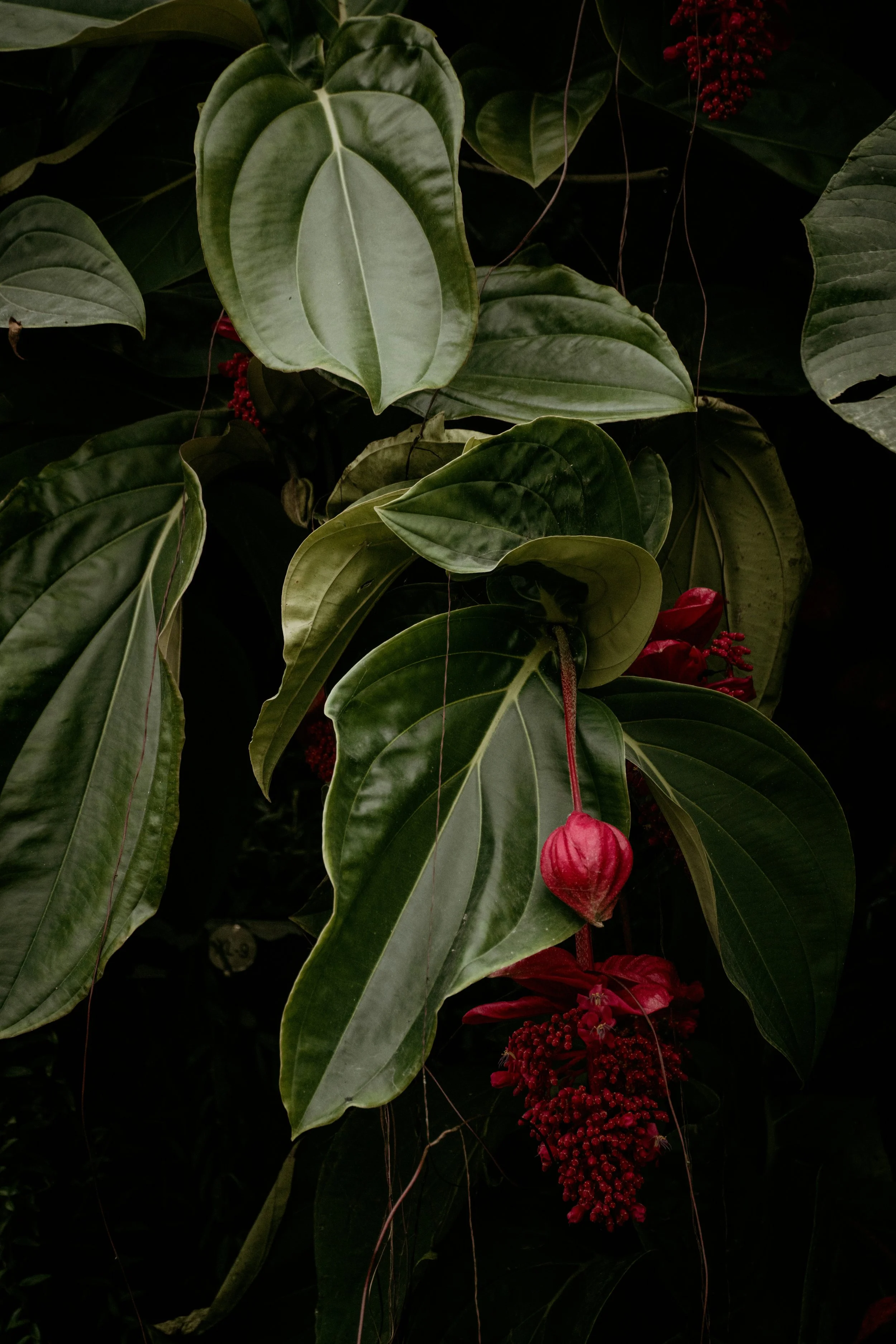 Dark green leaves with some red flowers and buds.