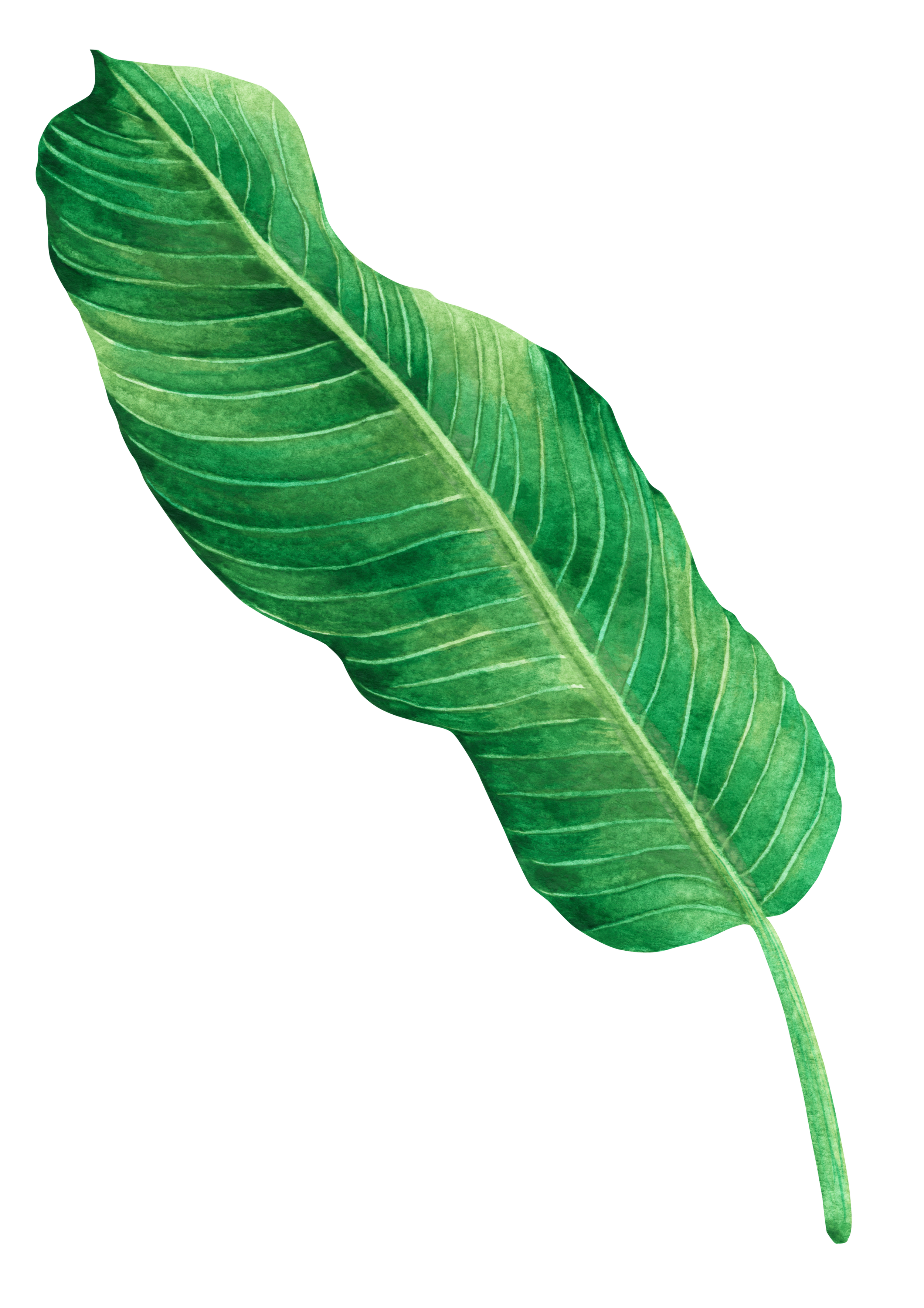 A large green tropical leaf with prominent veins and a curved shape.