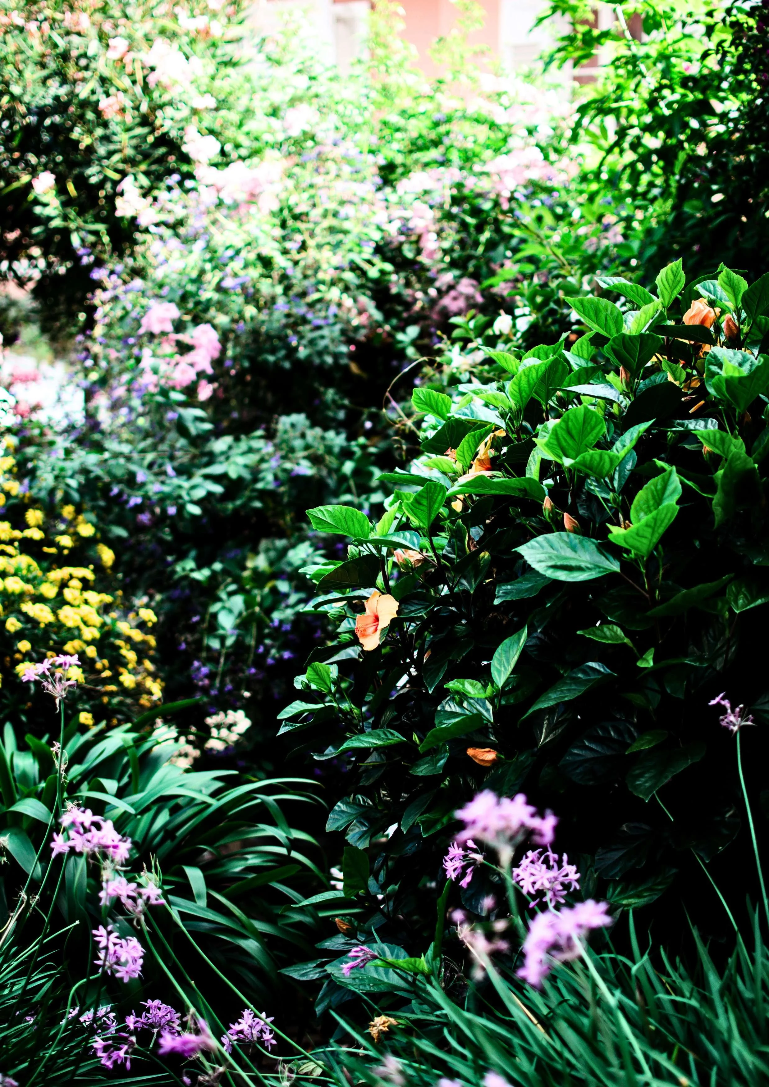 Lush garden filled with various flowering plants and green foliage, with some pink and purple flowers, bright sunlight illuminating the scene.