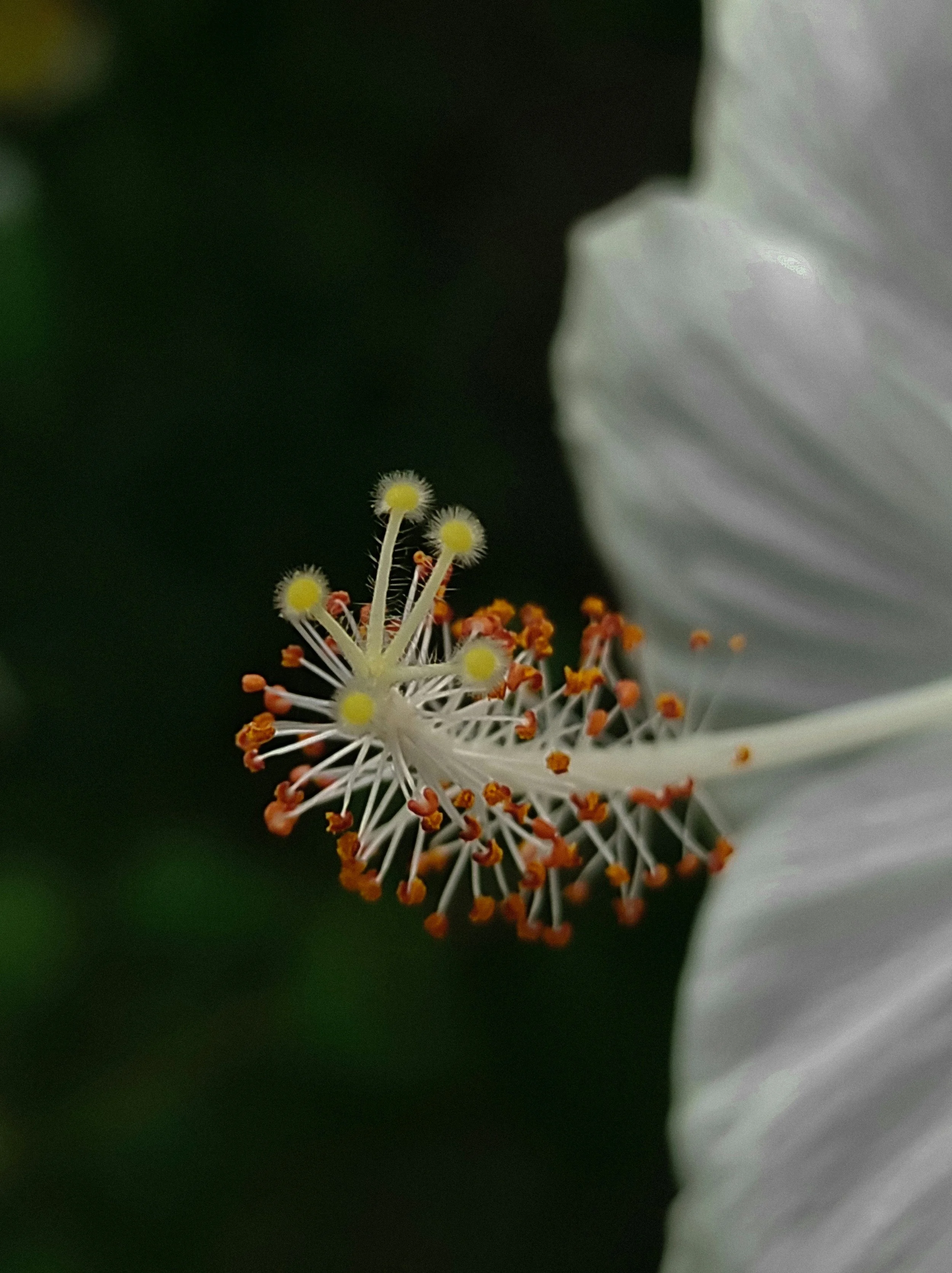 Close-up of a flower's reproductive parts, including white extended pistil with yellow pollen tips and orange anthers, with white petals partially visible.