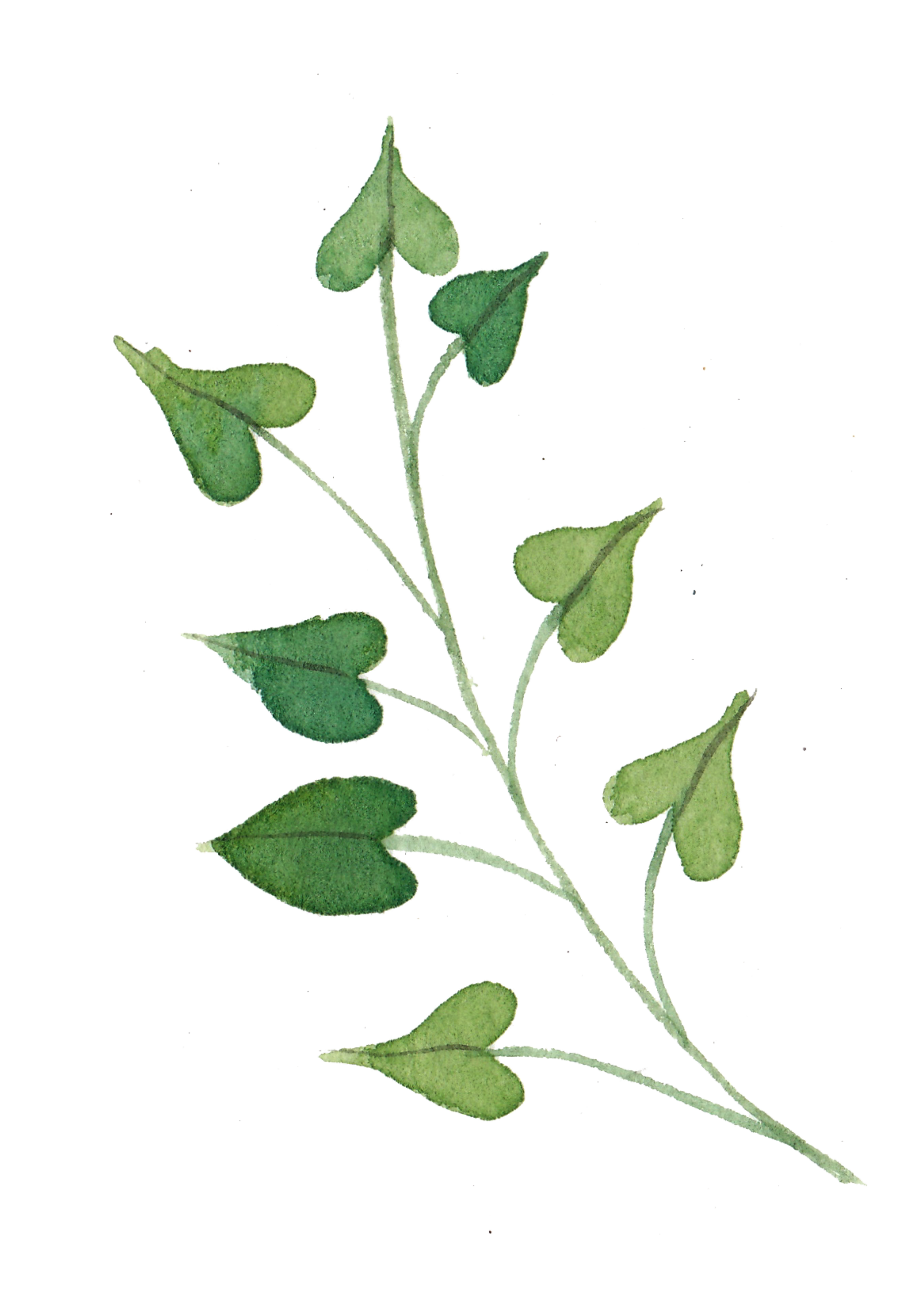 A sprig of thyme herb with green, oval-shaped leaves.