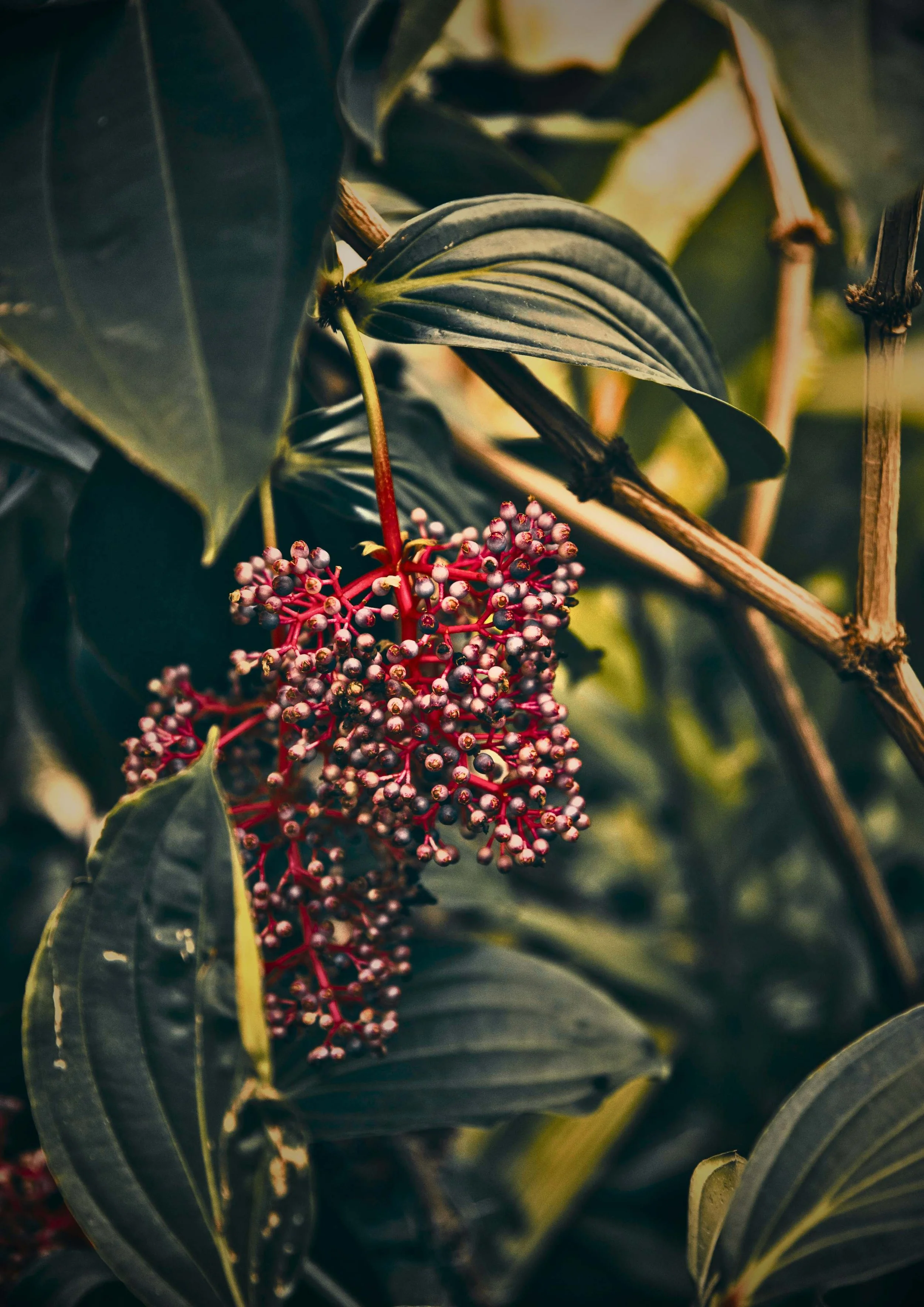 Close-up of purple and pink berries on a plant with large dark green leaves.