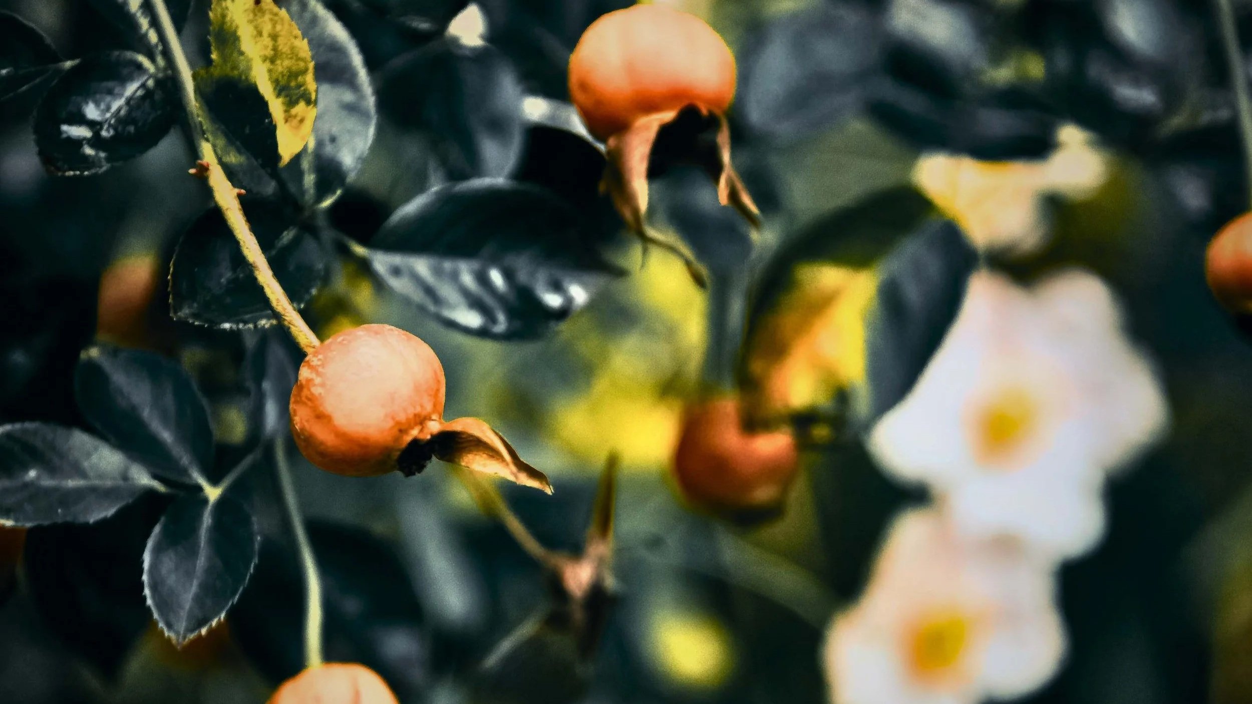 Close-up of black and green leaves with orange berries and yellow flowers.