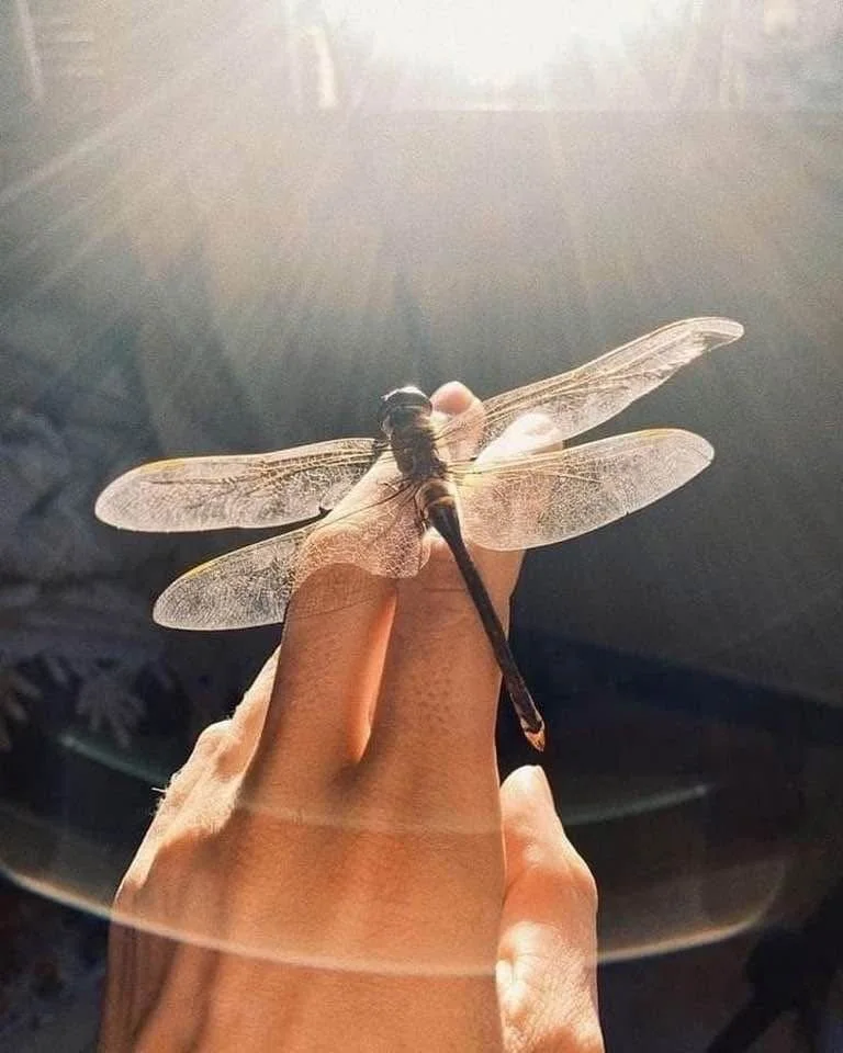 Person holding a large dragonfly with sunlight shining overhead.