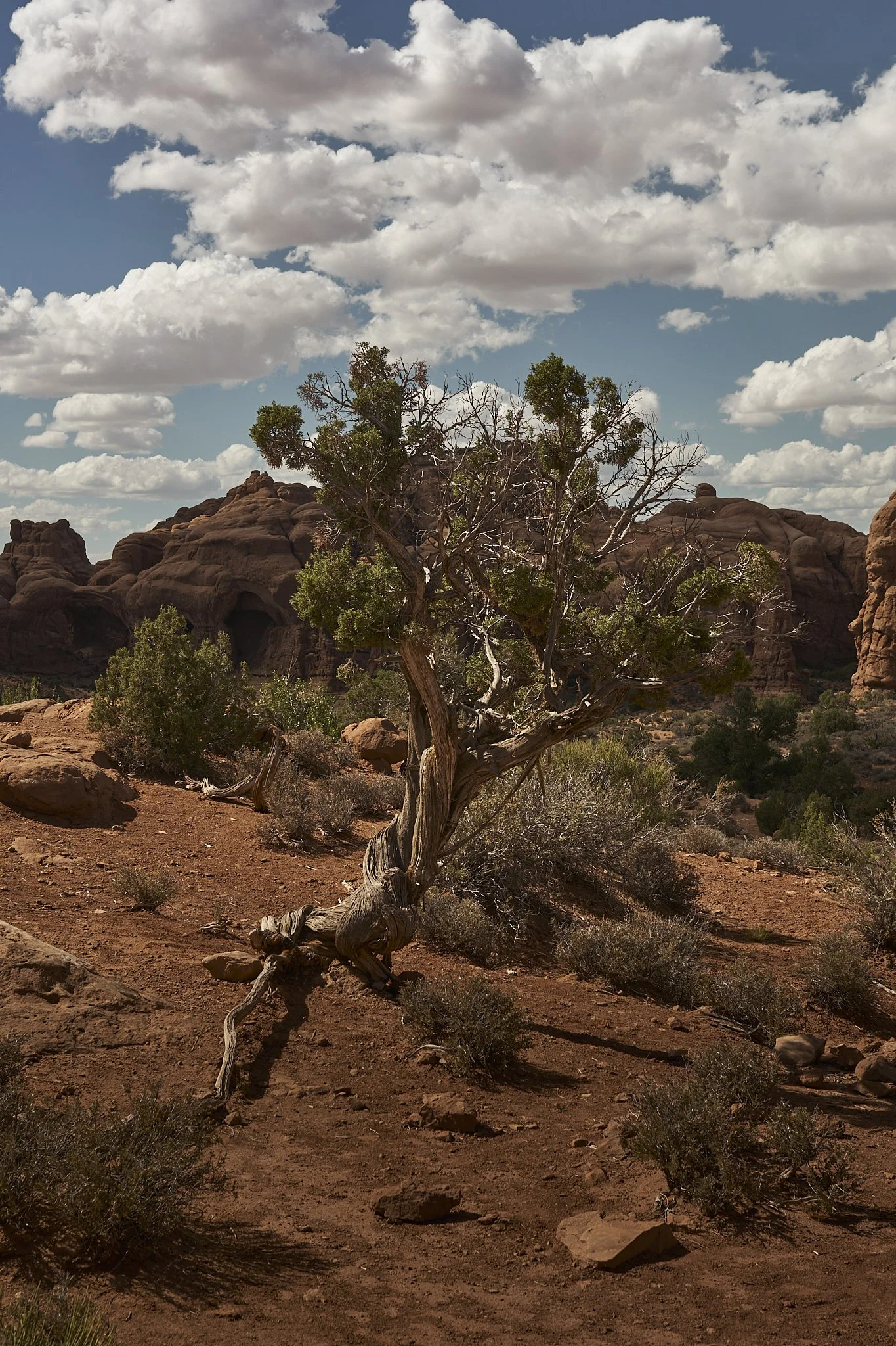 tree, moab.jpg