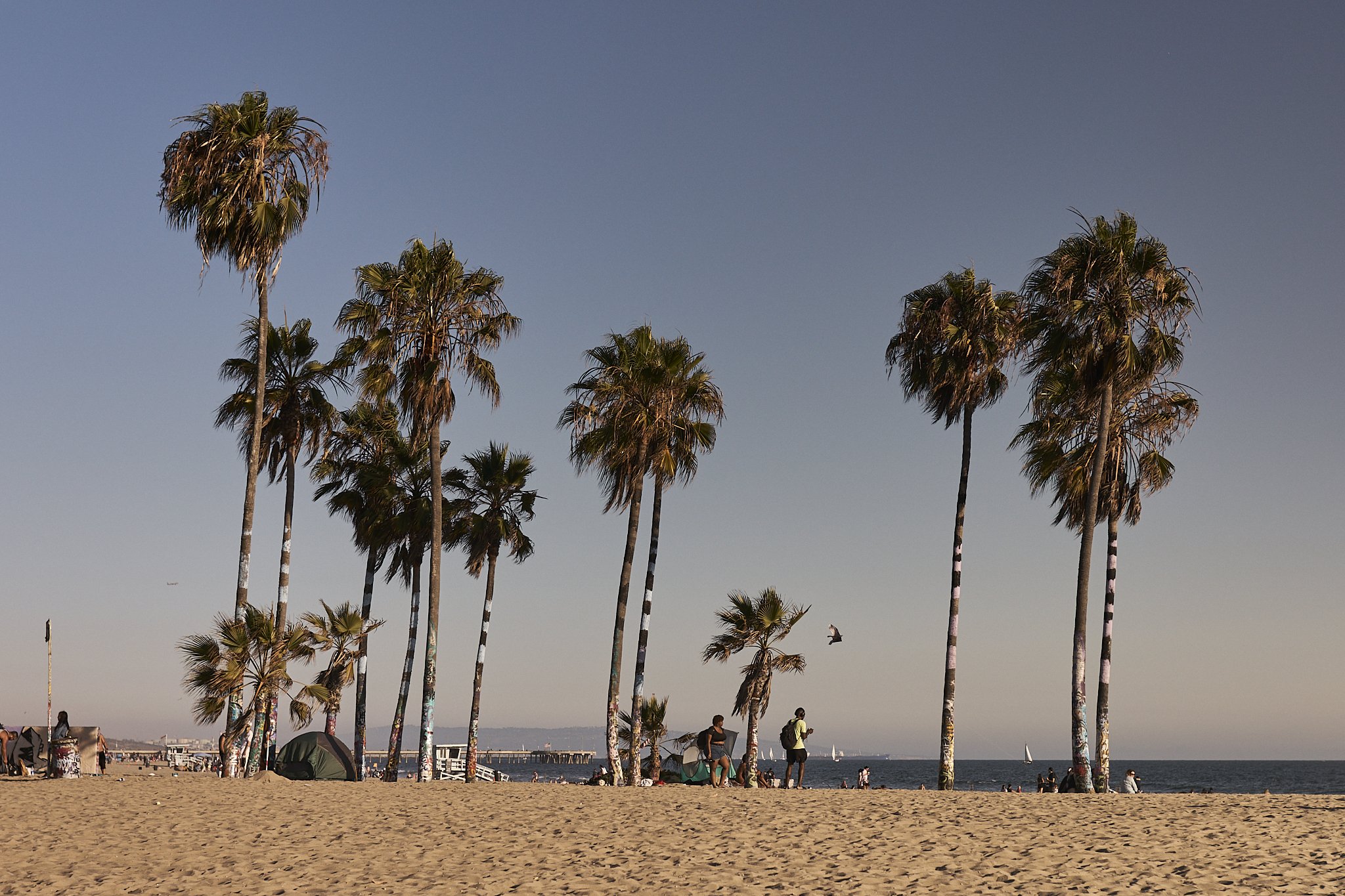 Palms, Venice Beach.jpg