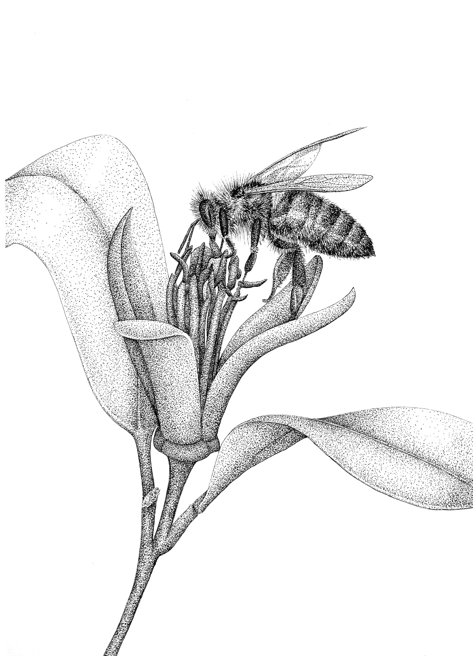 bee flower.jpg