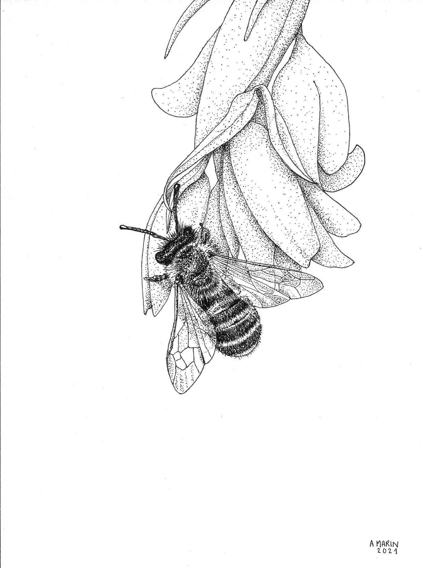 bee flower 2.jpg