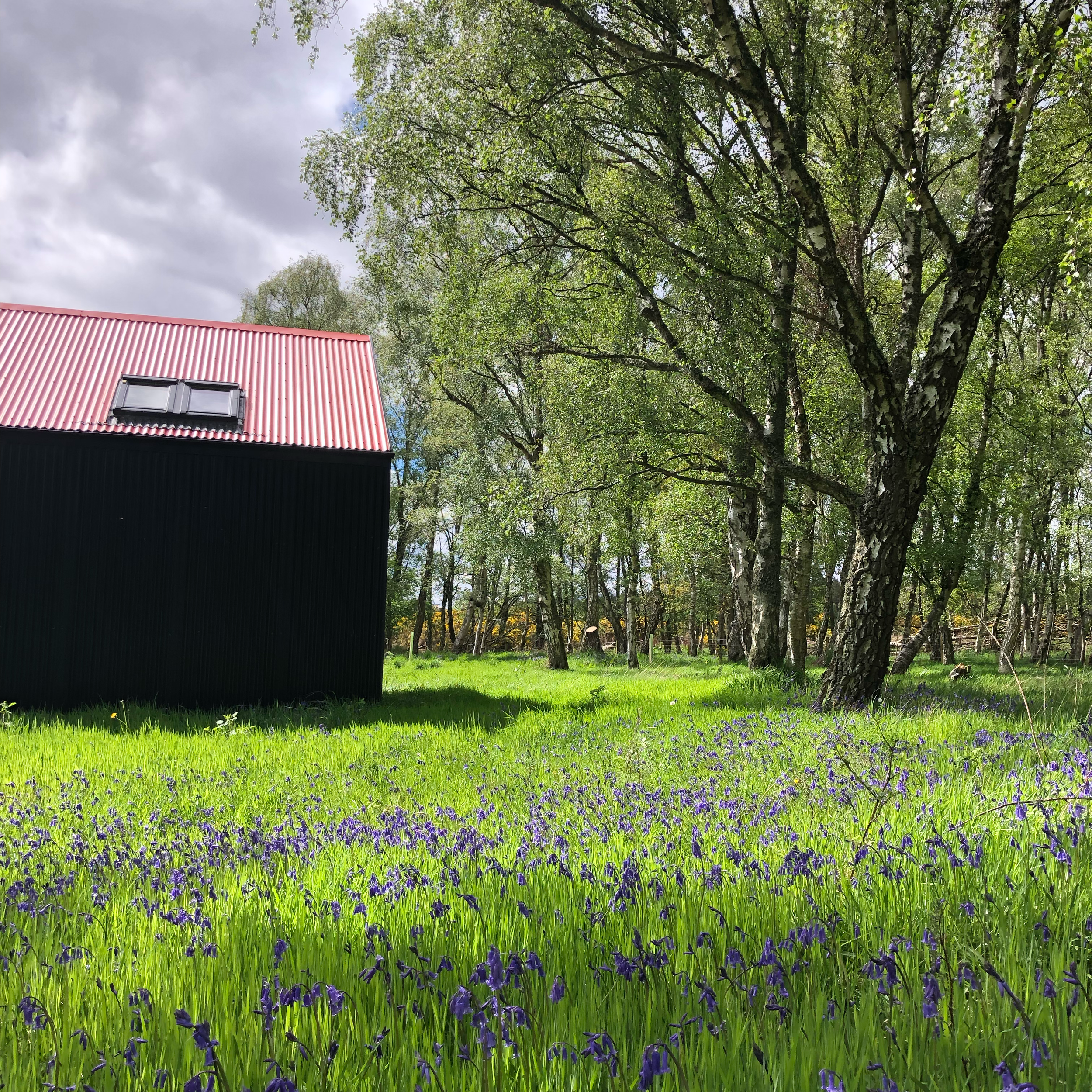 black tin cabin with red roof in bluebell meadow and birch forest Scottish Highlands