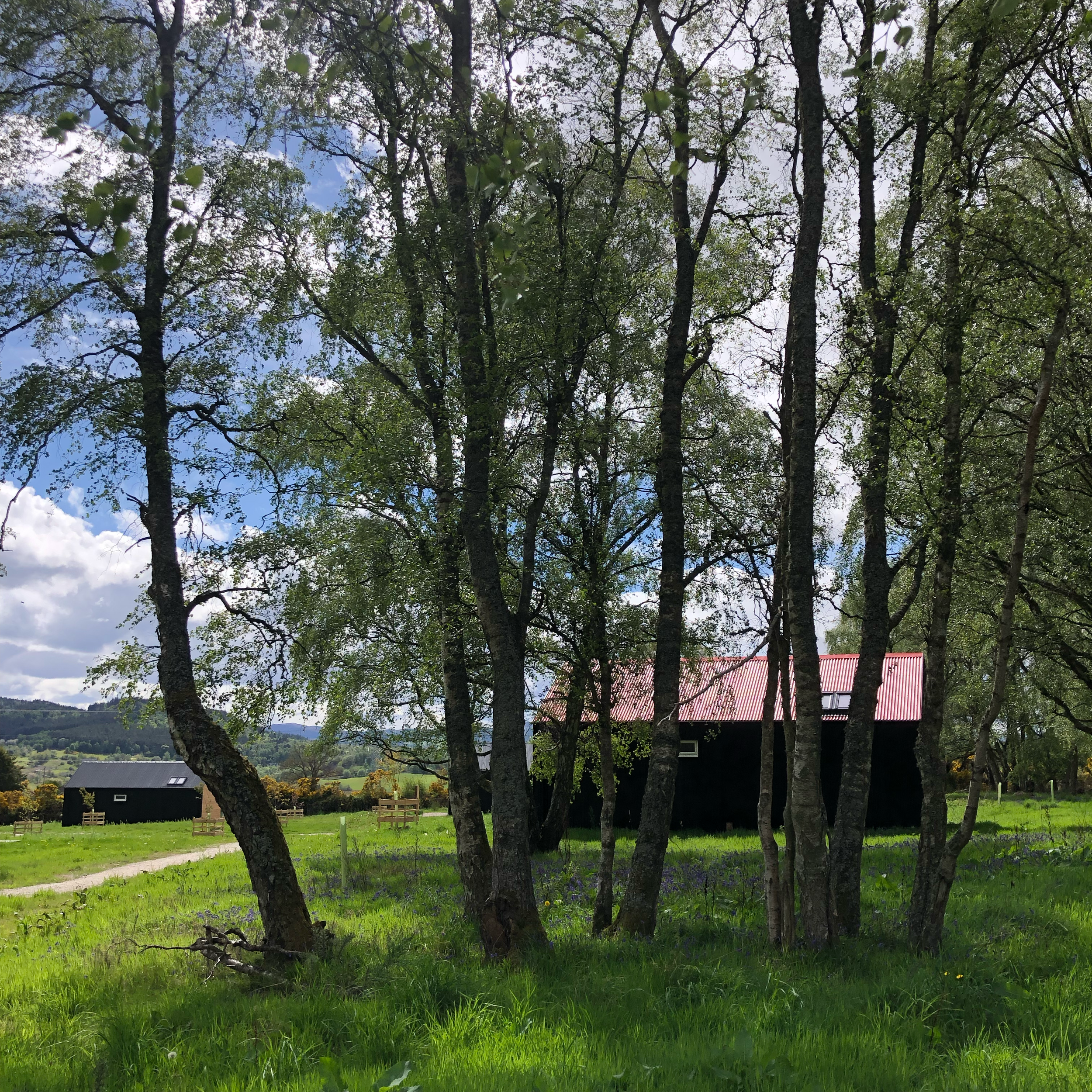 black tin cabin with red roof in bluebell meadow and birch forest Scottish Highlands