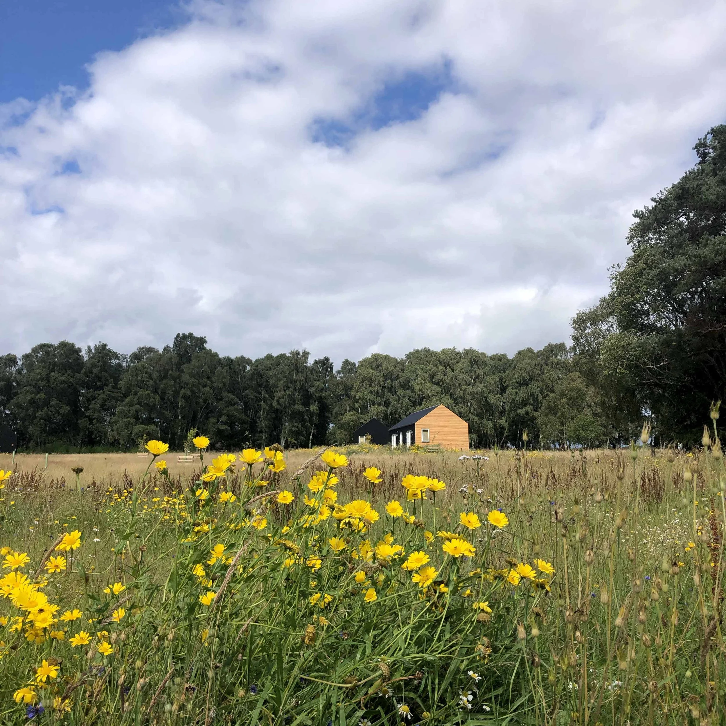 cabins in summer wildflower meadow of bright yellow corn marigolds