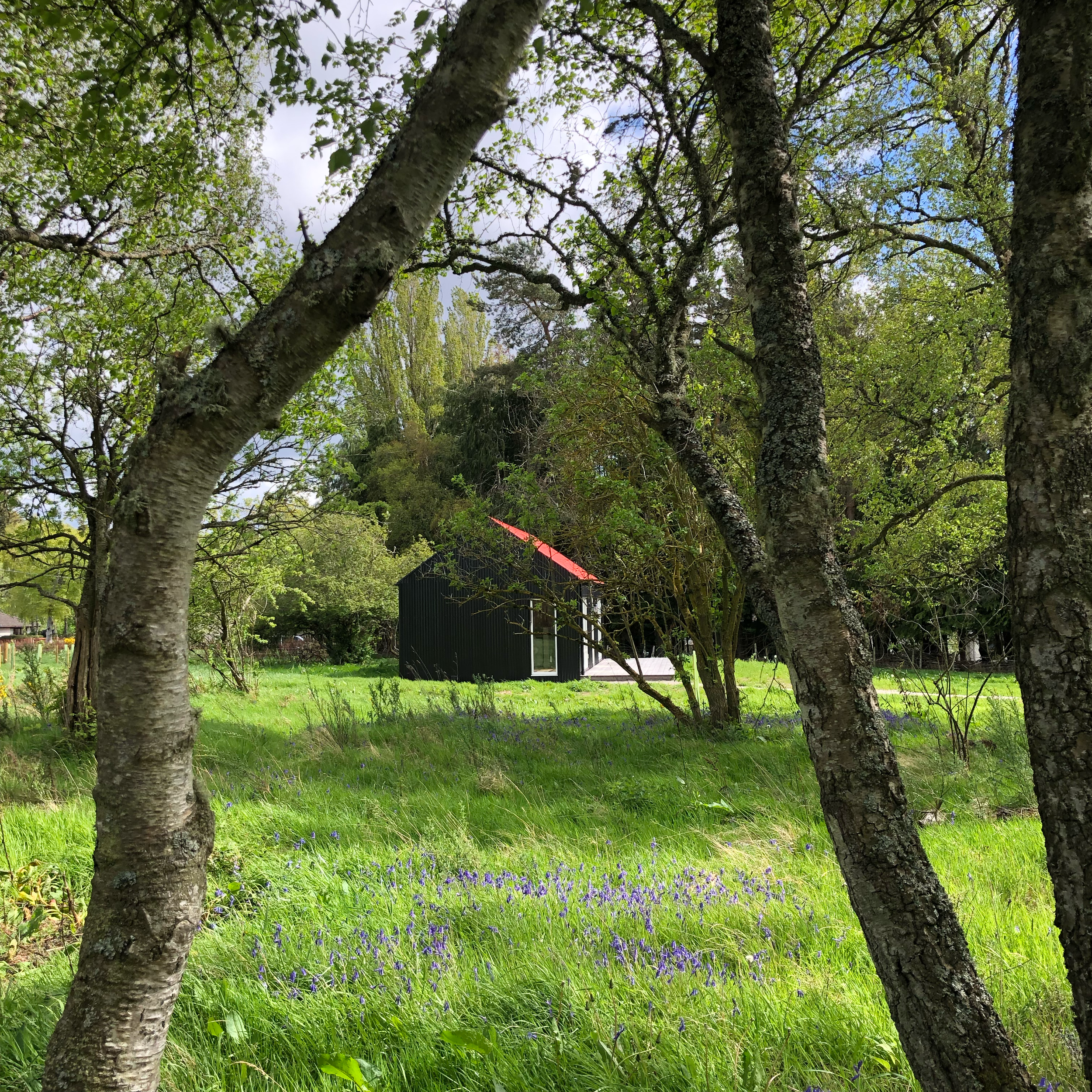 black tin cabin with red roof in bluebell meadow and birch forest Scottish Highlands