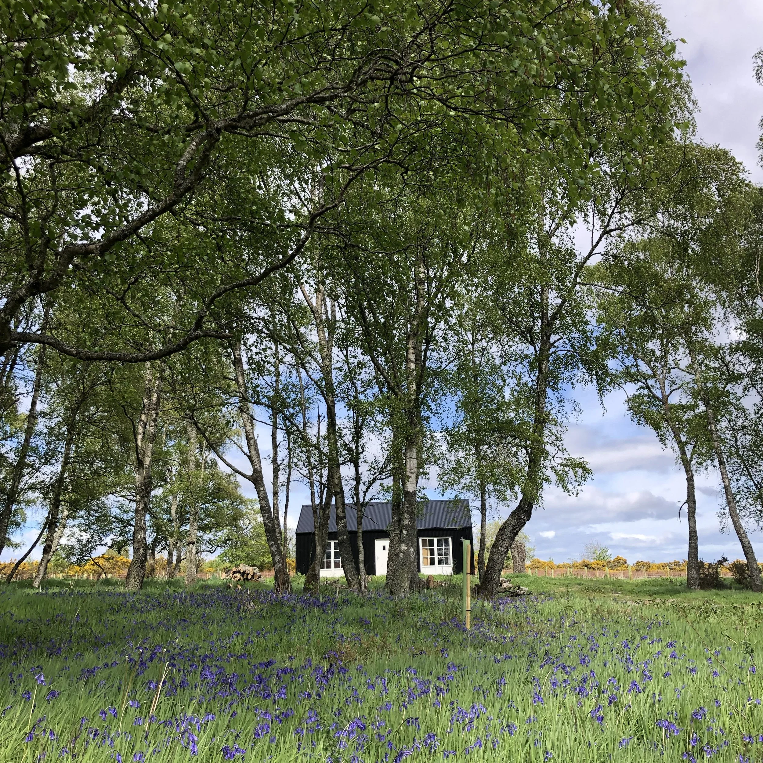 black tin cabin in bluebell meadow and birch forest Scottish Highlands