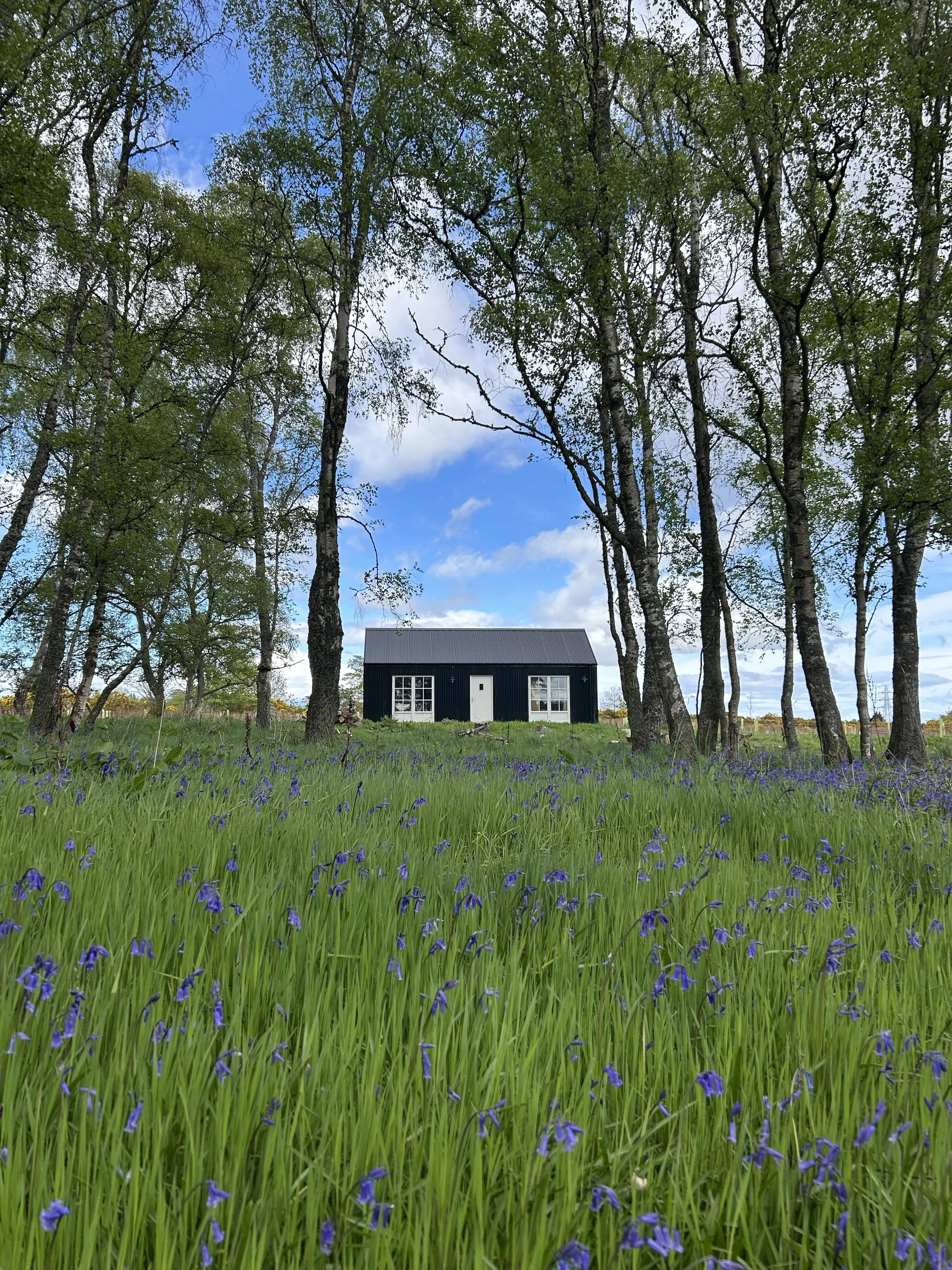 black tin cabin in bluebell meadow and birch forest Scottish Highlands