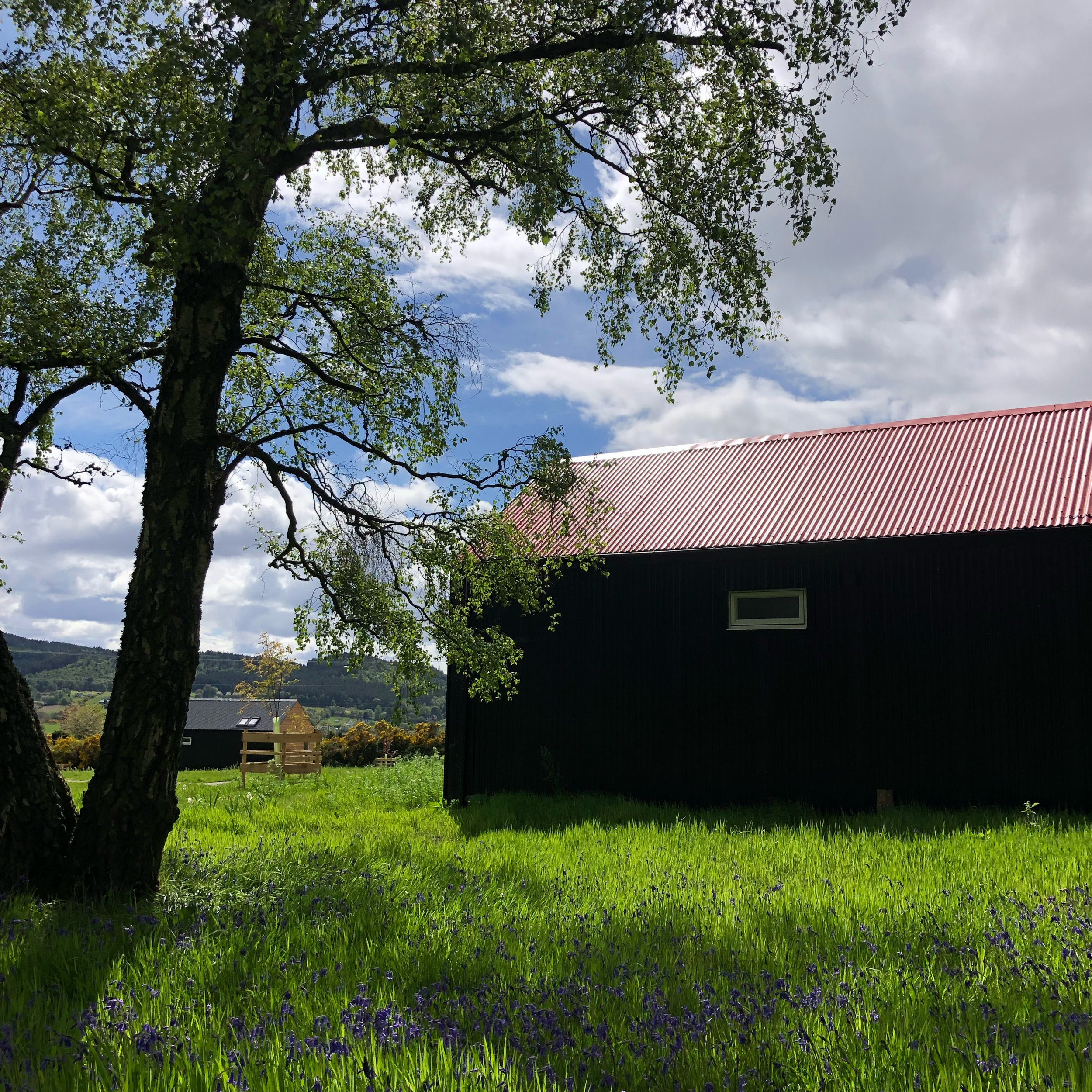 black tin cabin with red roof in bluebell meadow and birch forest Scottish Highlands