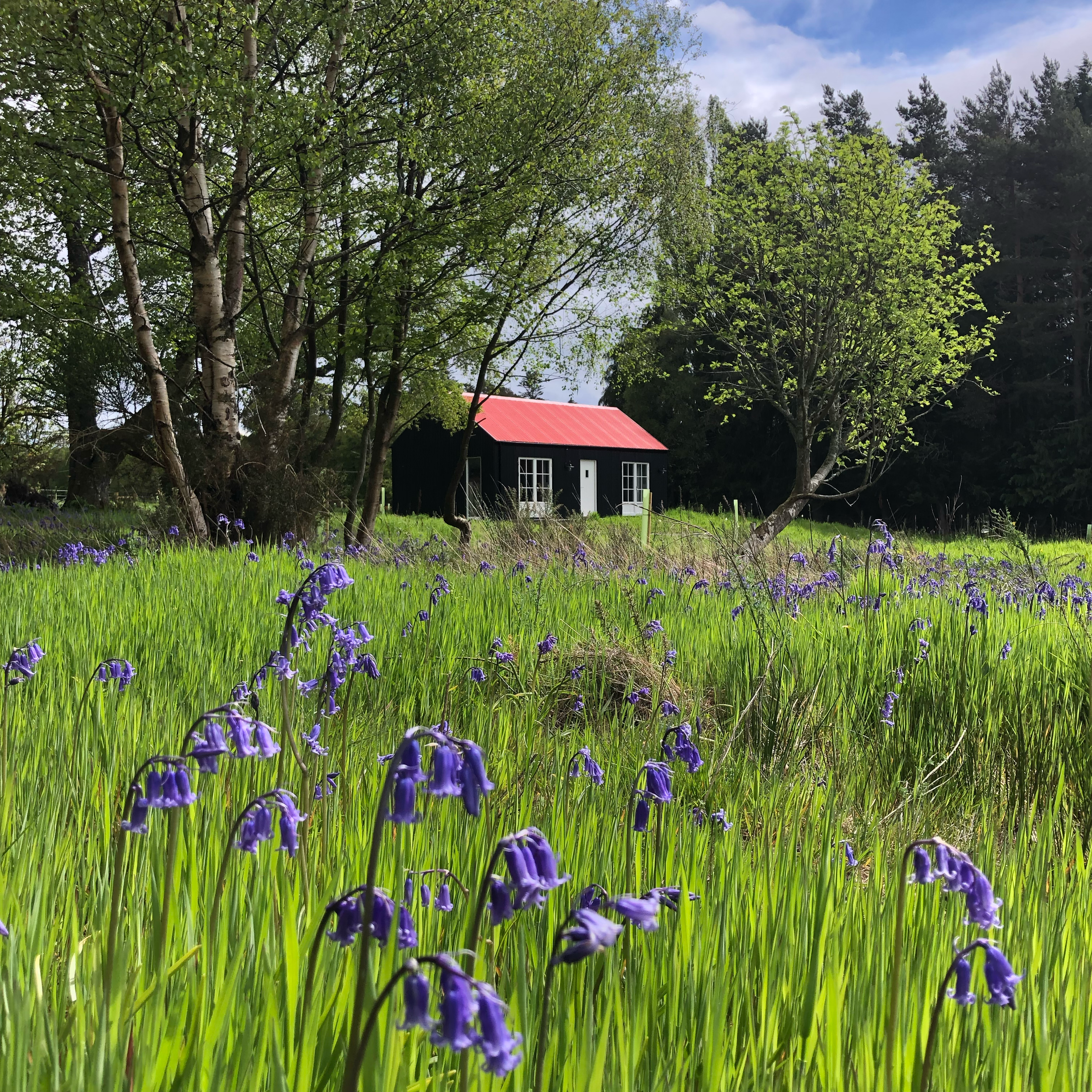 black tin cabin with red roof in bluebell meadow and birch forest Scottish Highlands