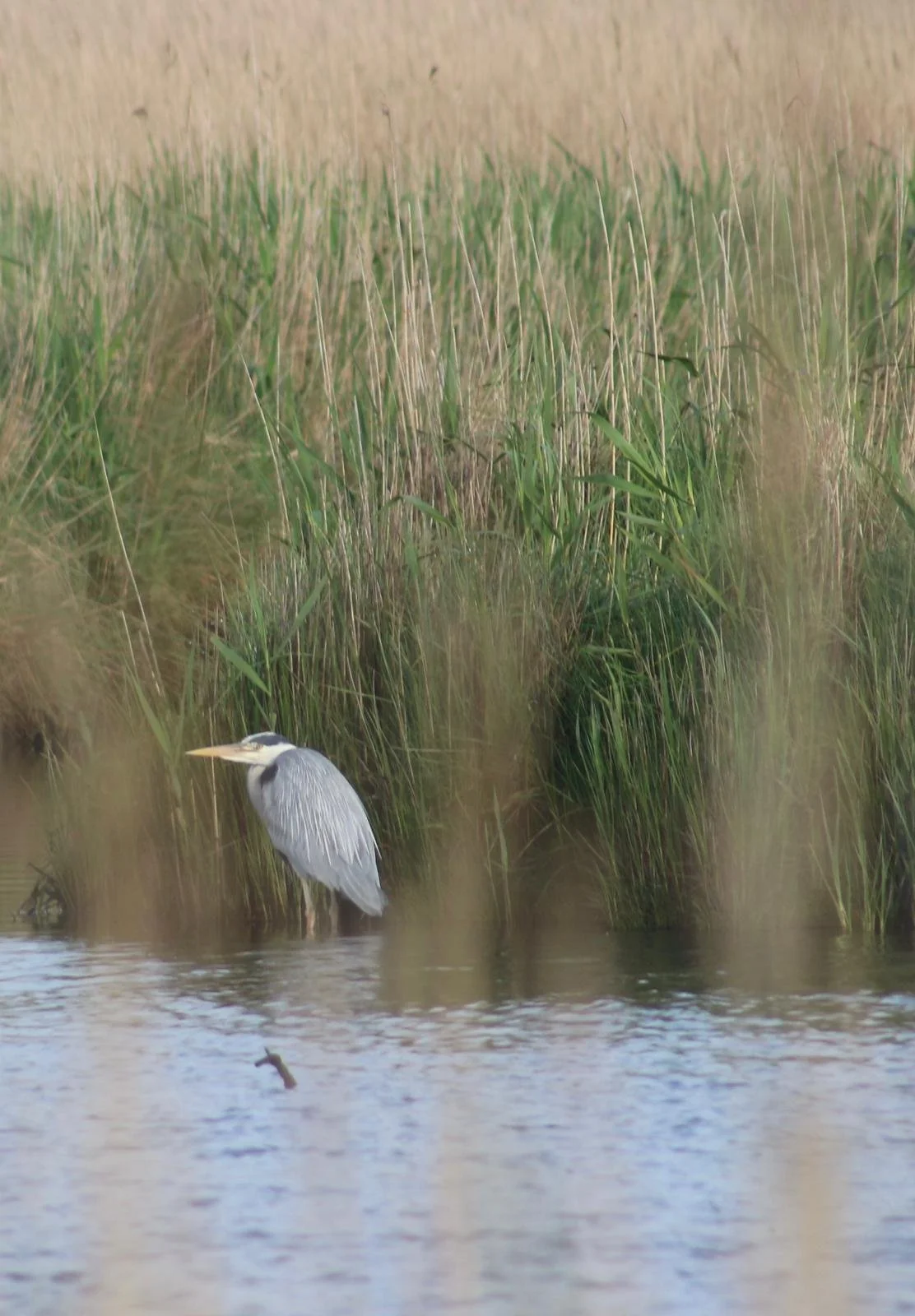 A grey heron standing in tall golden reeds at the water's edge